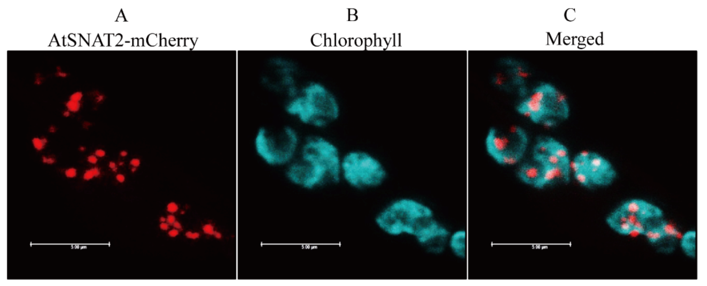 Biomolecules 09 00712 g002