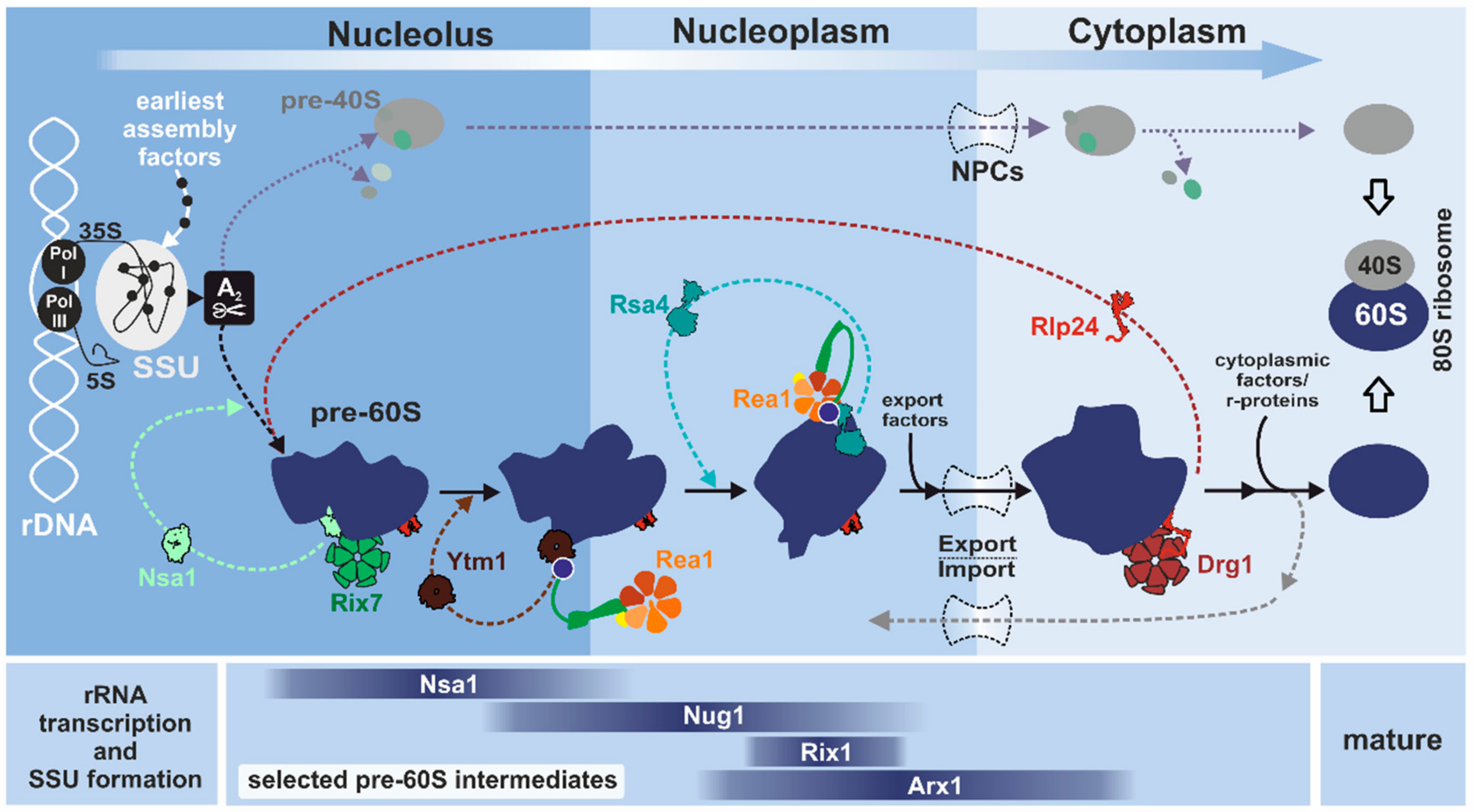Biomolecules 09 00715 g001 Biomolecules 09 00715 g001