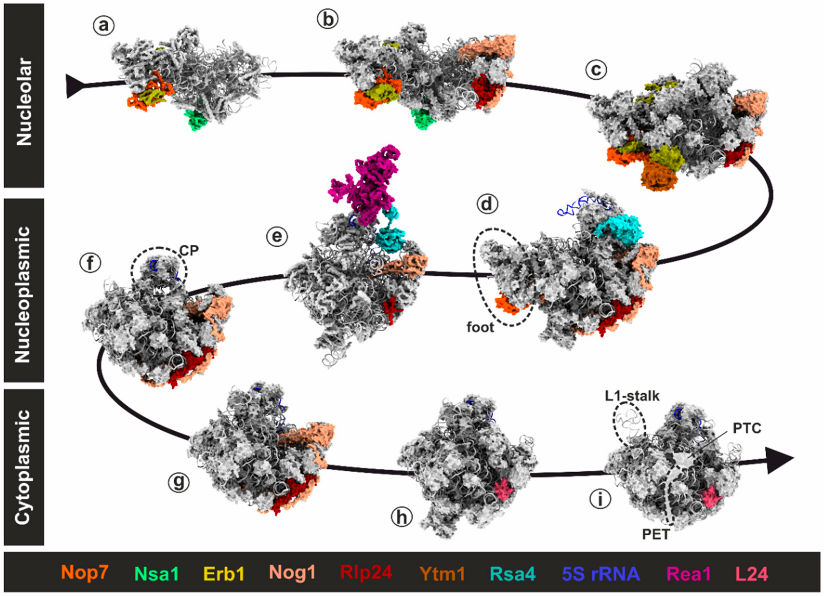 Biomolecules 09 00715 g002 Biomolecules 09 00715 g002