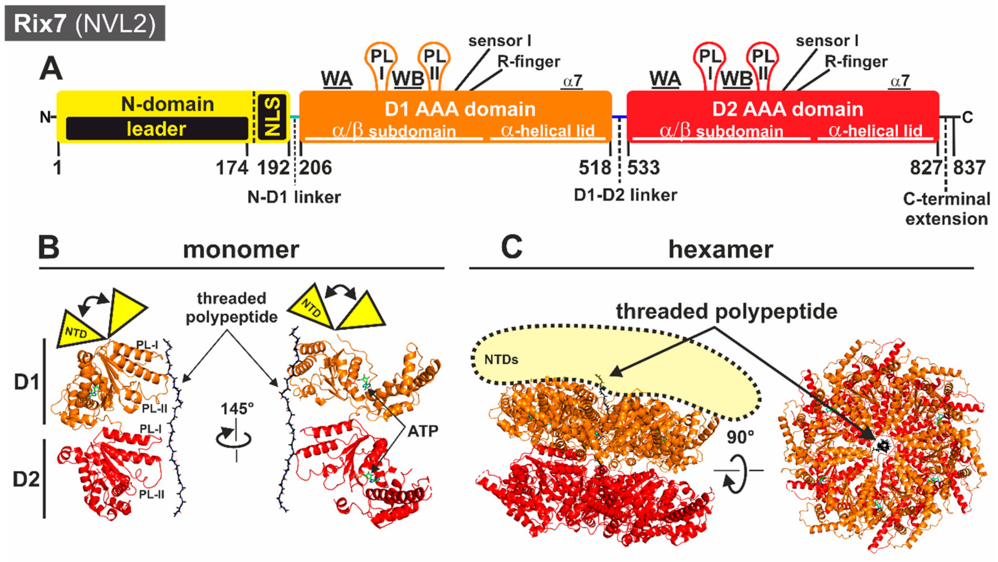 Biomolecules 09 00715 g004 Biomolecules 09 00715 g004