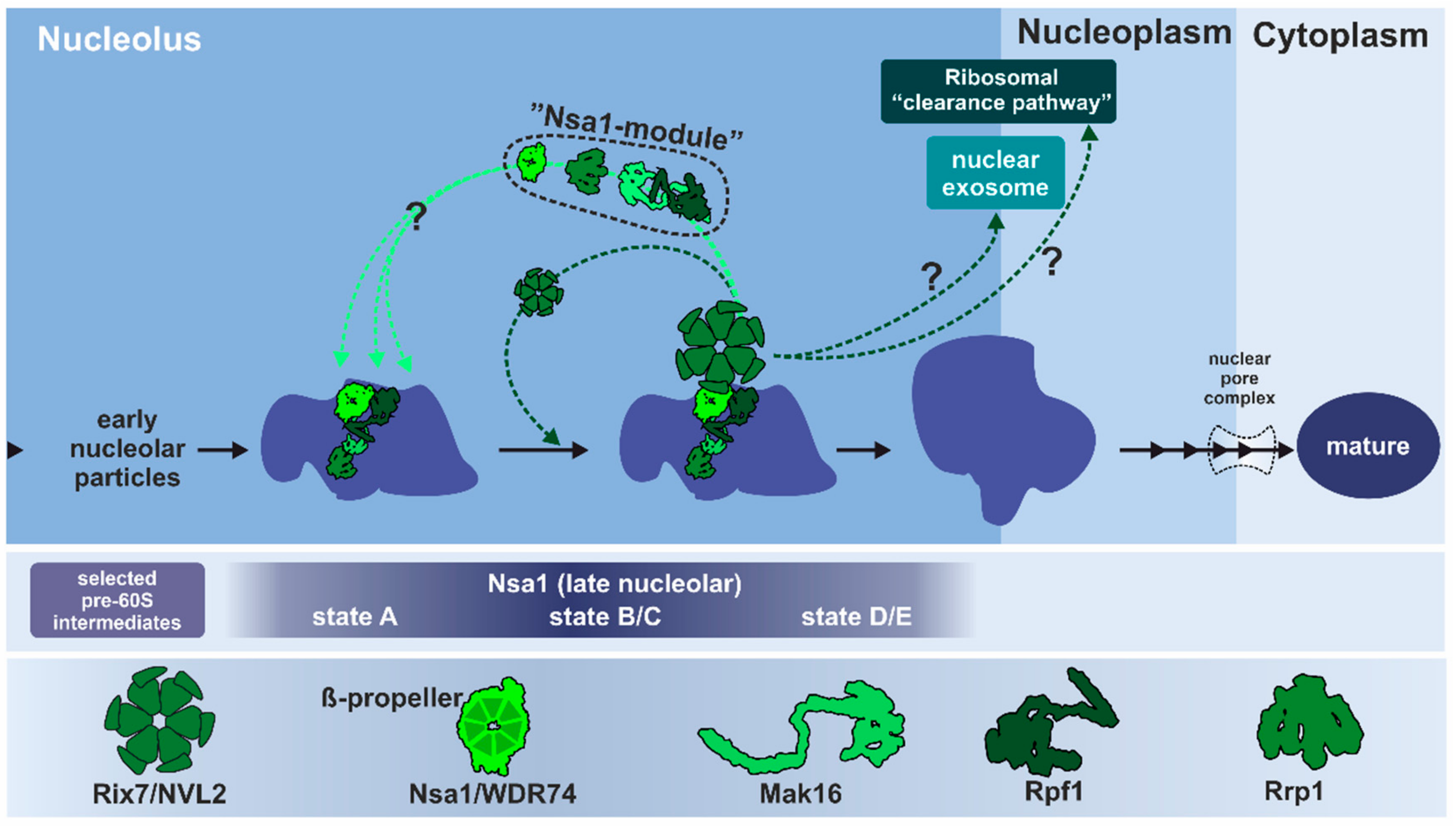 Biomolecules 09 00715 g006 Biomolecules 09 00715 g006