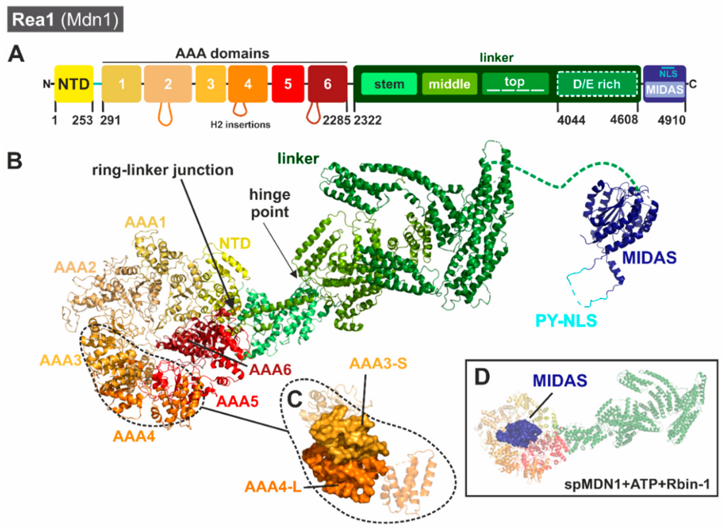 Biomolecules 09 00715 g007 Biomolecules 09 00715 g007