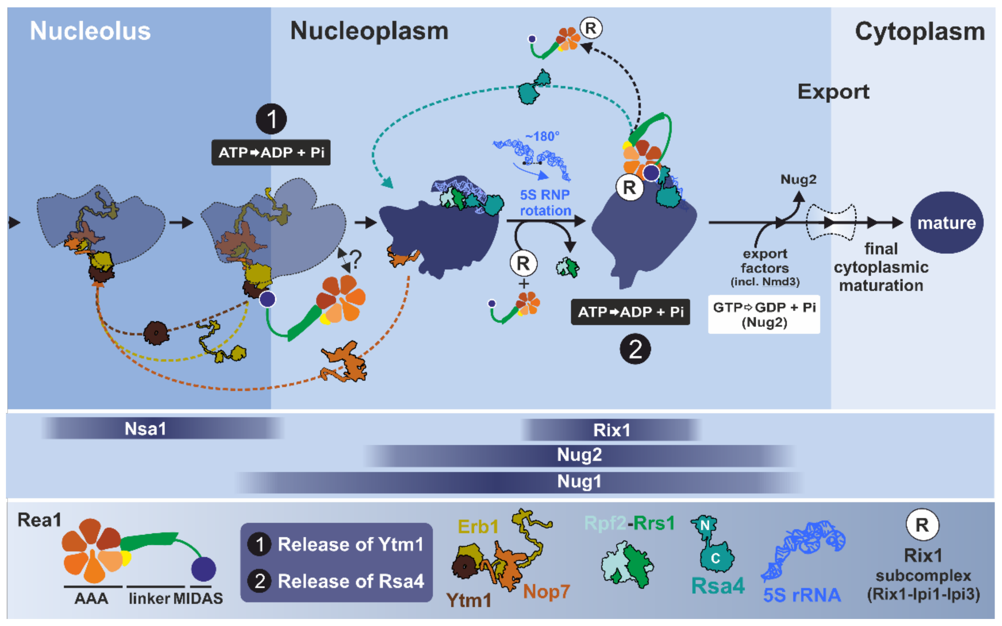 Biomolecules 09 00715 g008 Biomolecules 09 00715 g008
