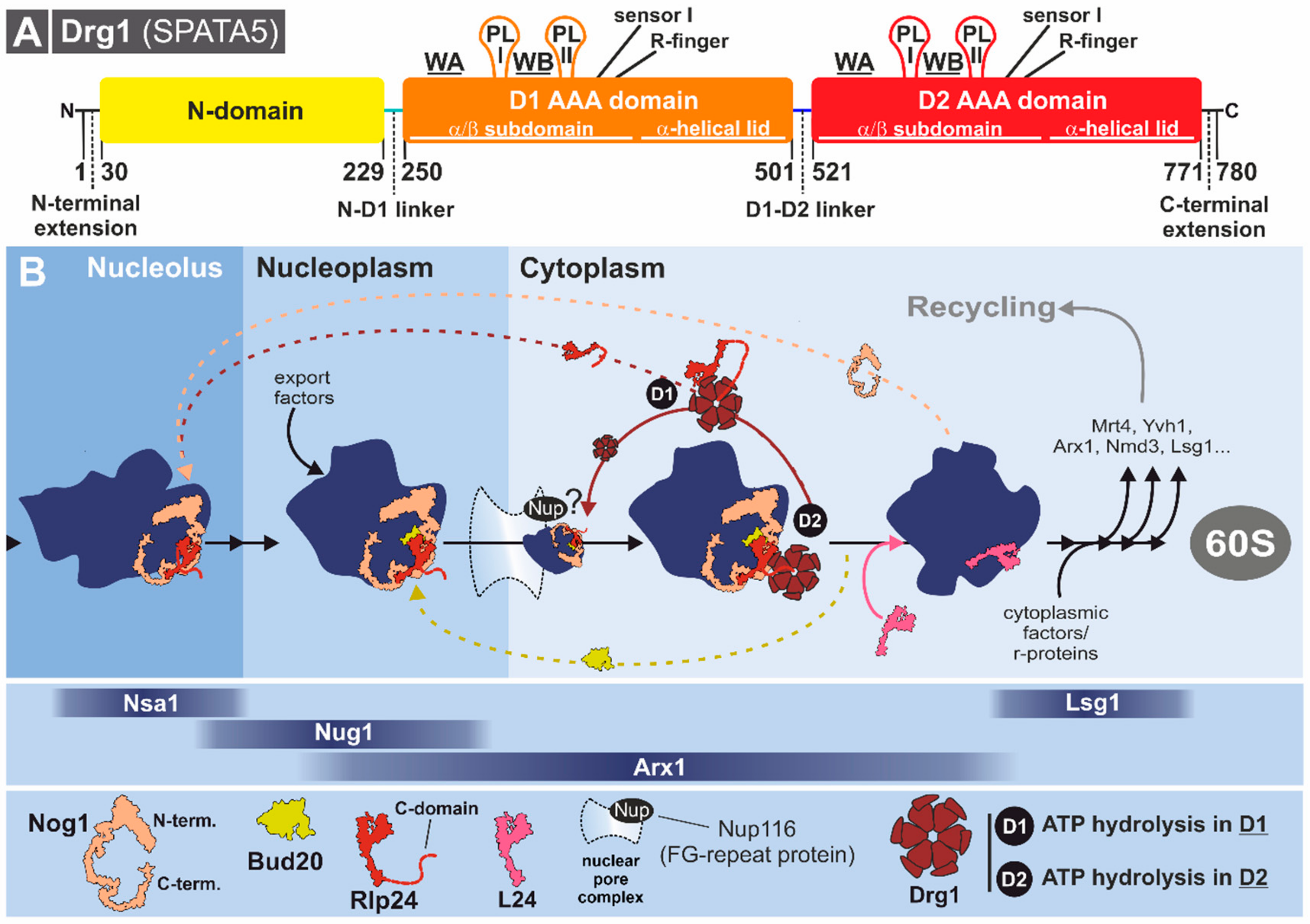 Biomolecules 09 00715 g009 Biomolecules 09 00715 g009