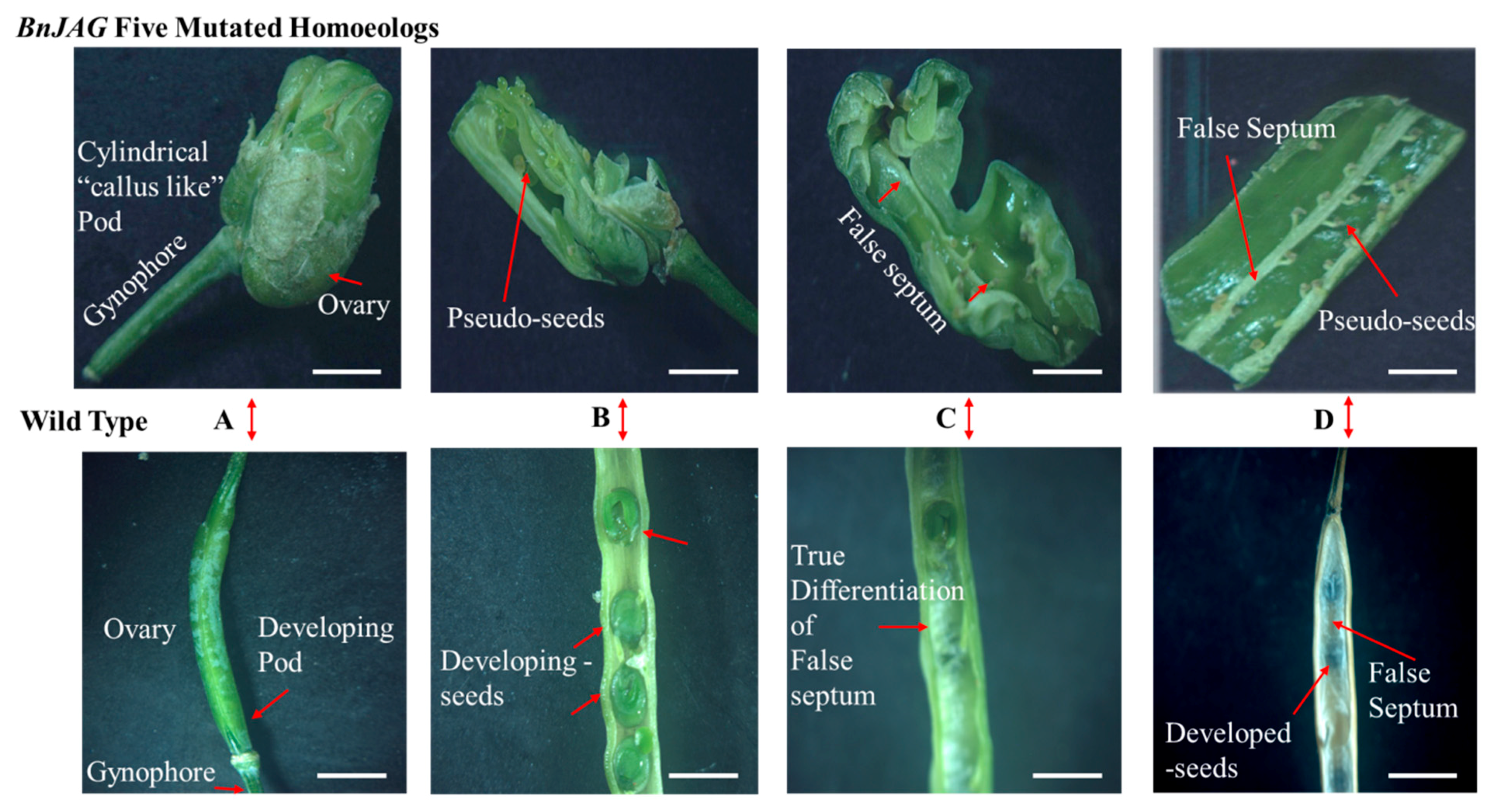 Biomolecules 09 00725 g003