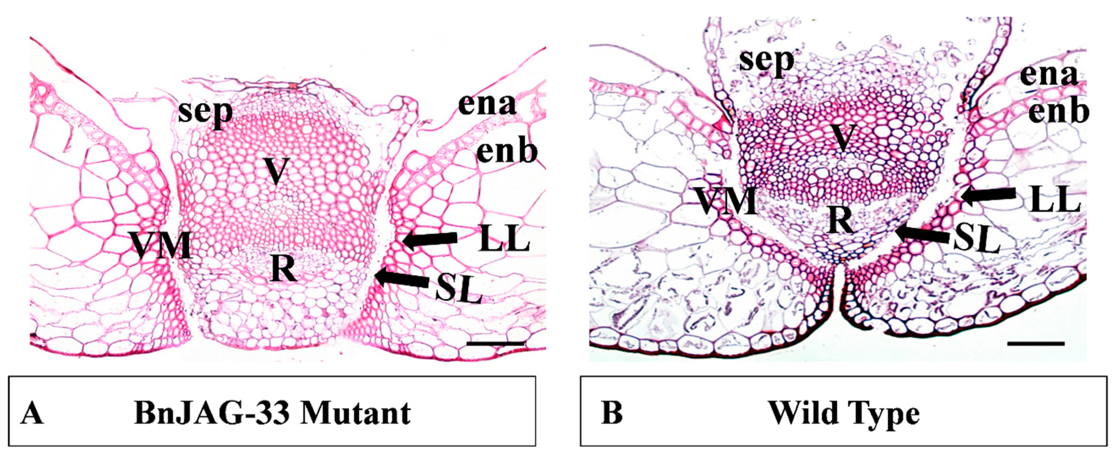 Biomolecules 09 00725 g004