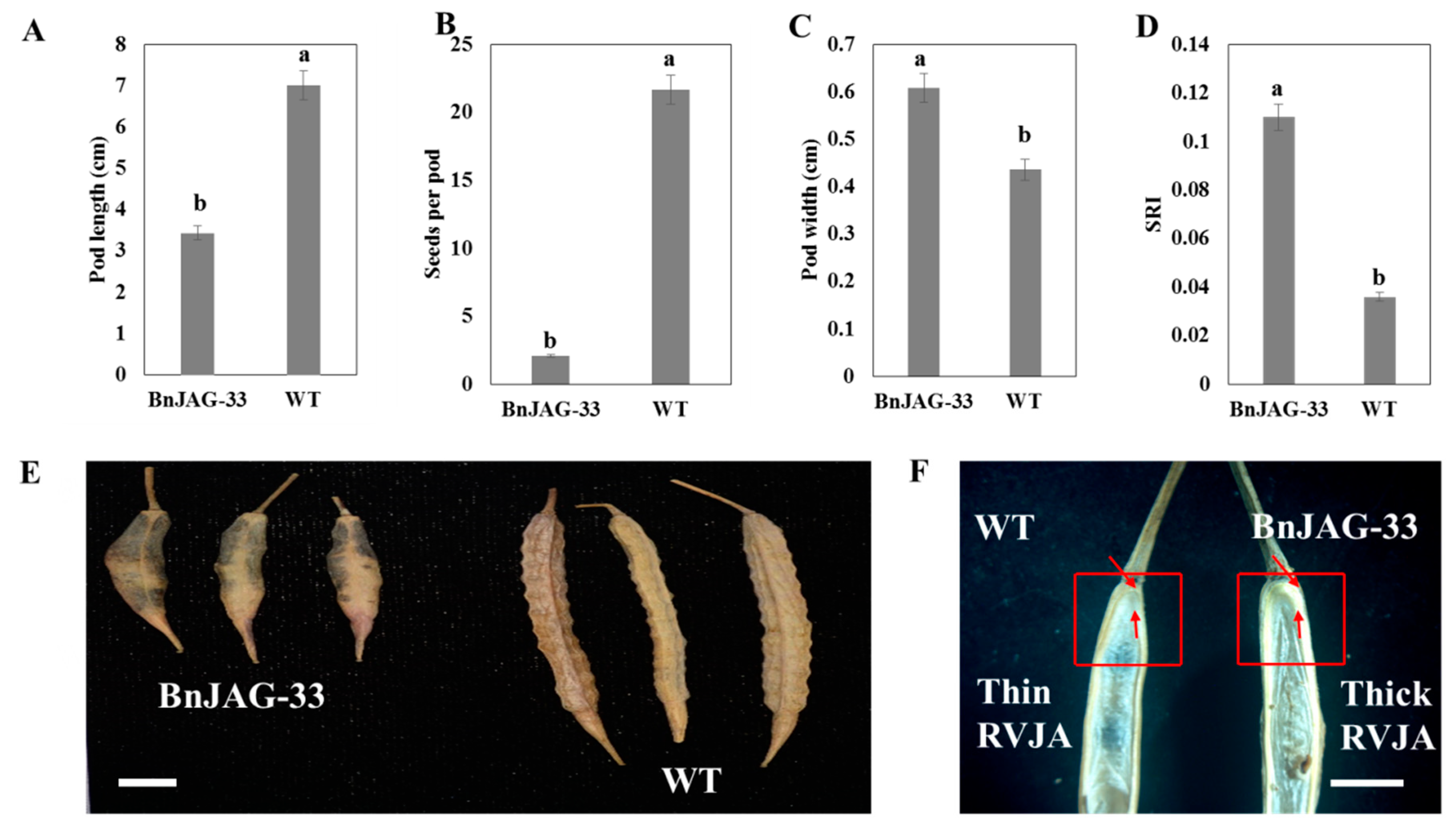 Biomolecules 09 00725 g005