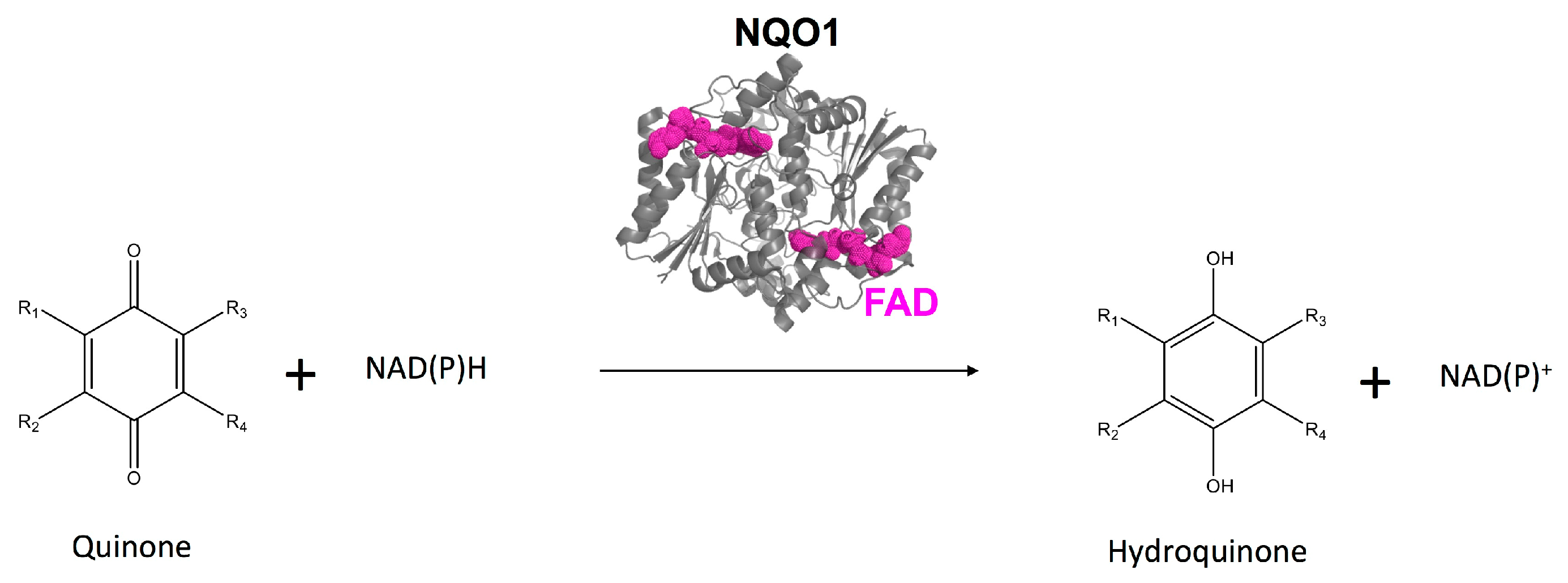 Biomolecules 09 00728 g001 Biomolecules 09 00728 g001
