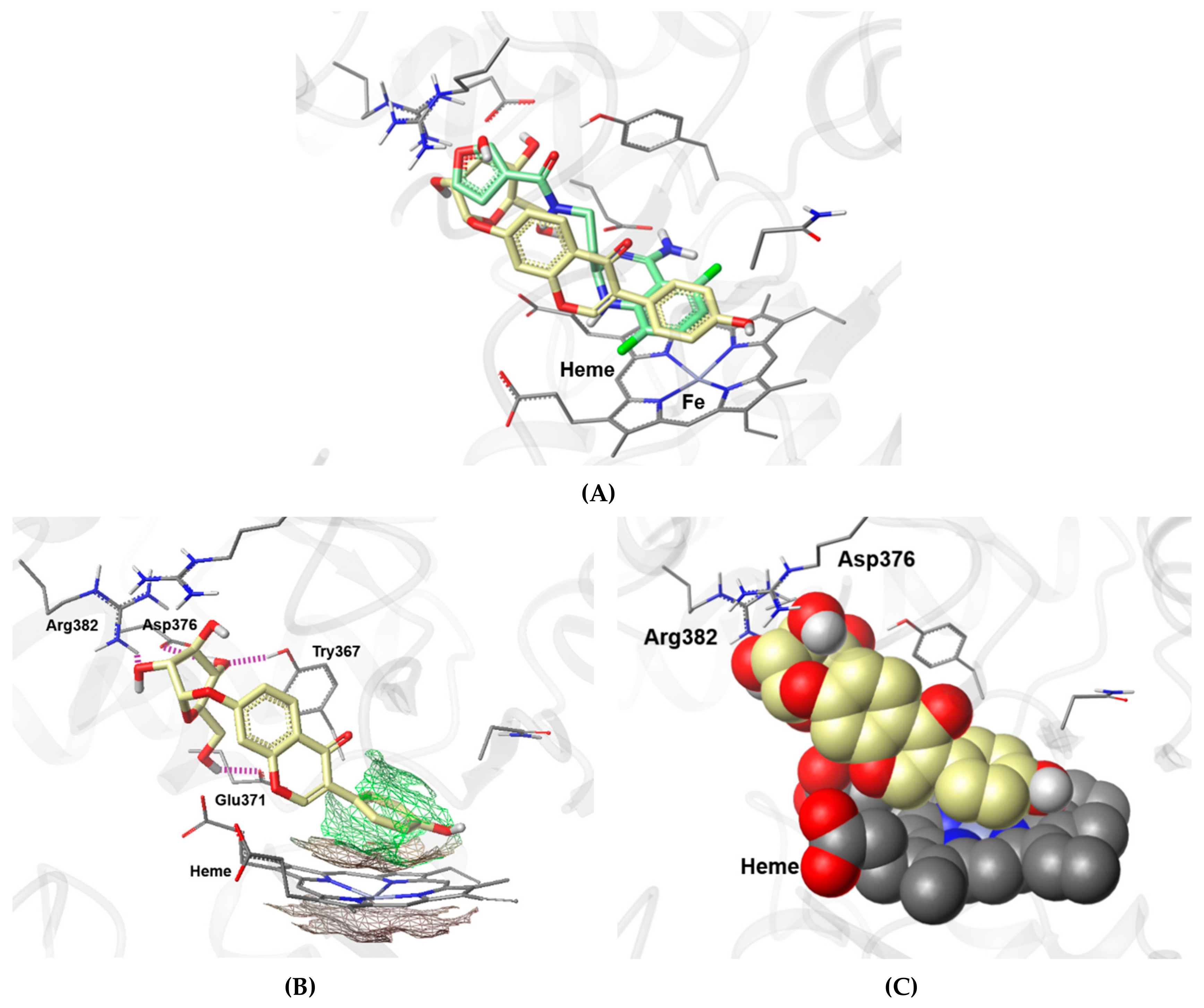 Biomolecules 09 00755 g007 Biomolecules 09 00755 g007