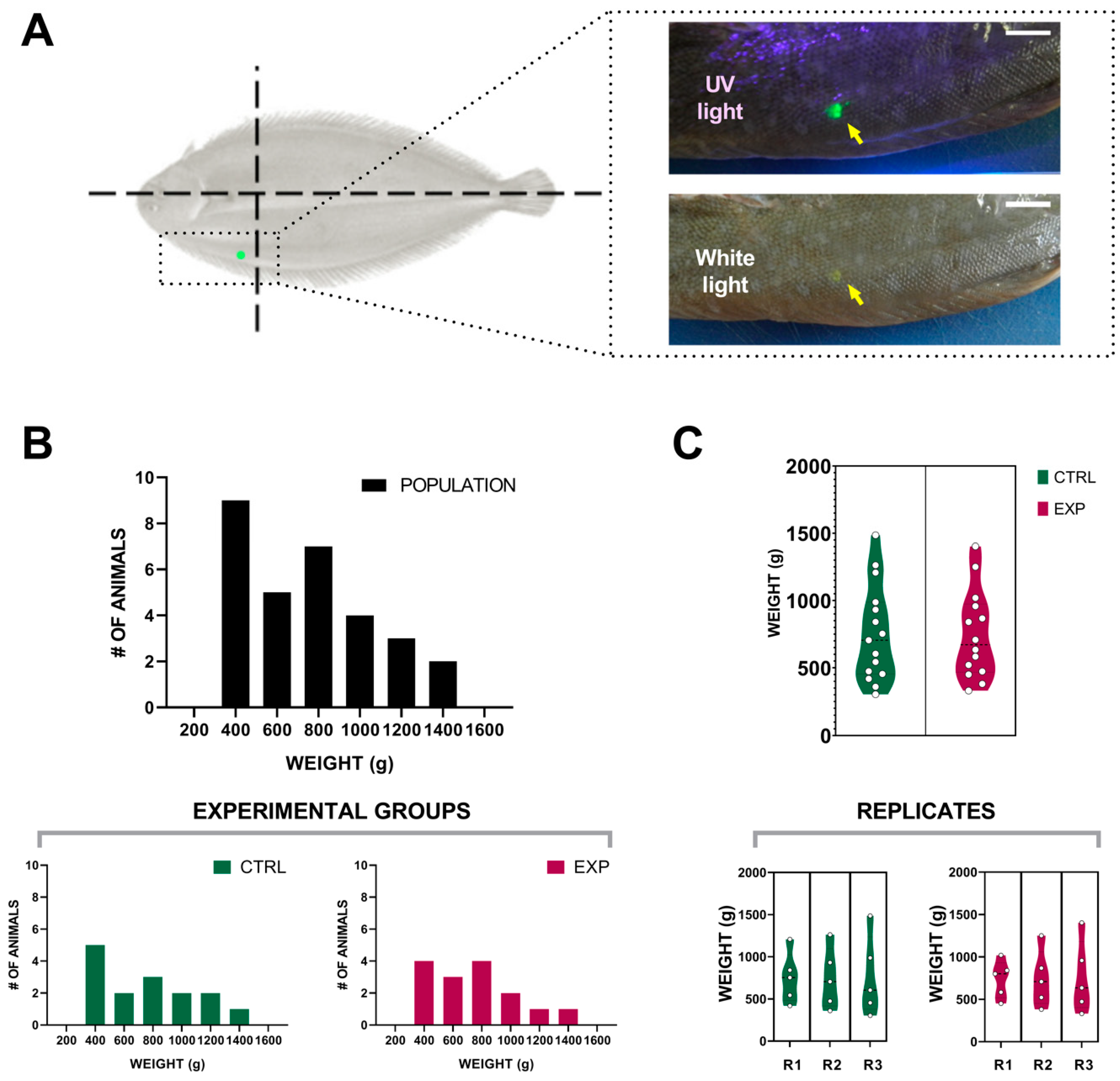 Biomolecules 09 00778 g001
