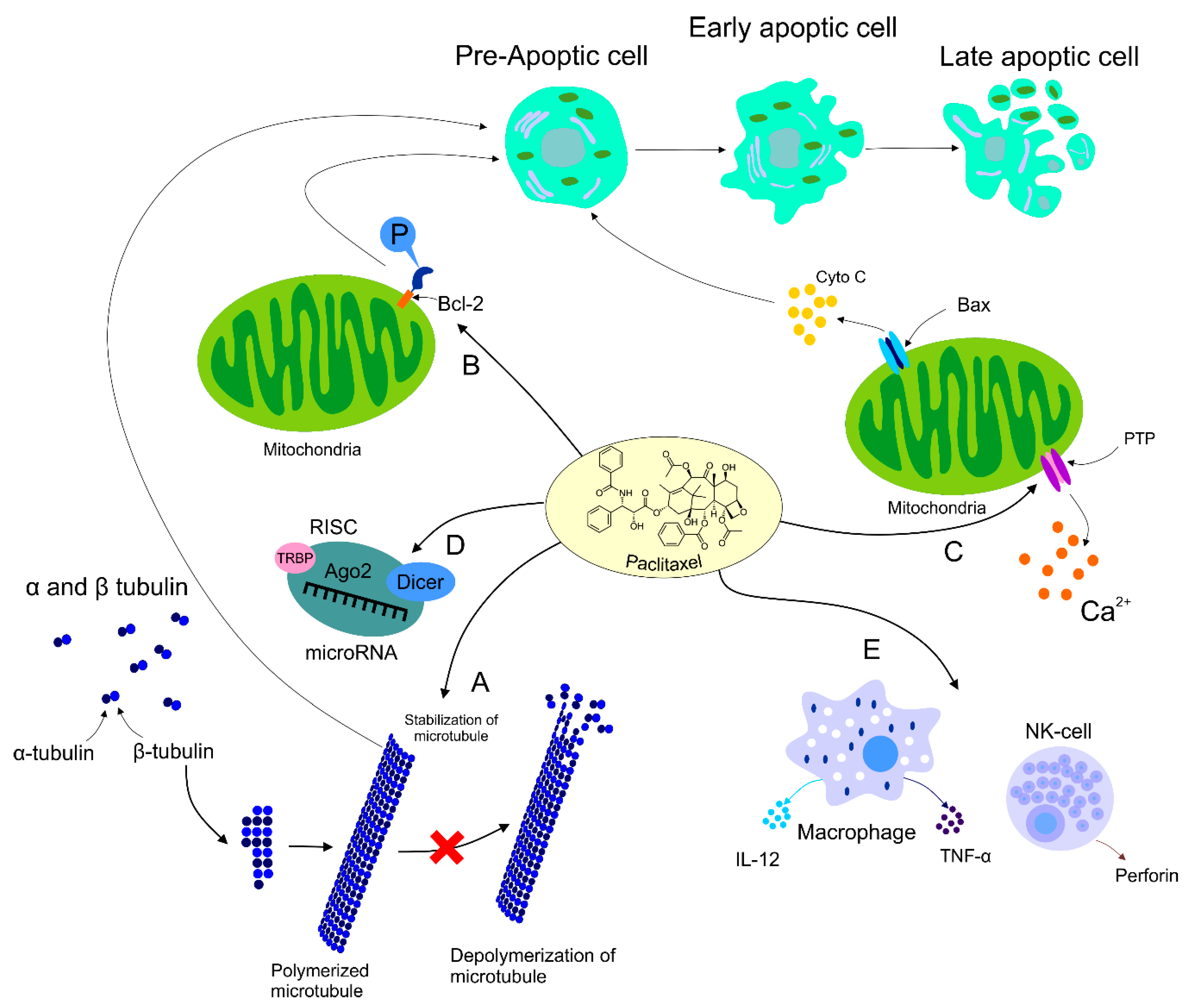 Biomolecules 09 00789 g001 Biomolecules 09 00789 g001