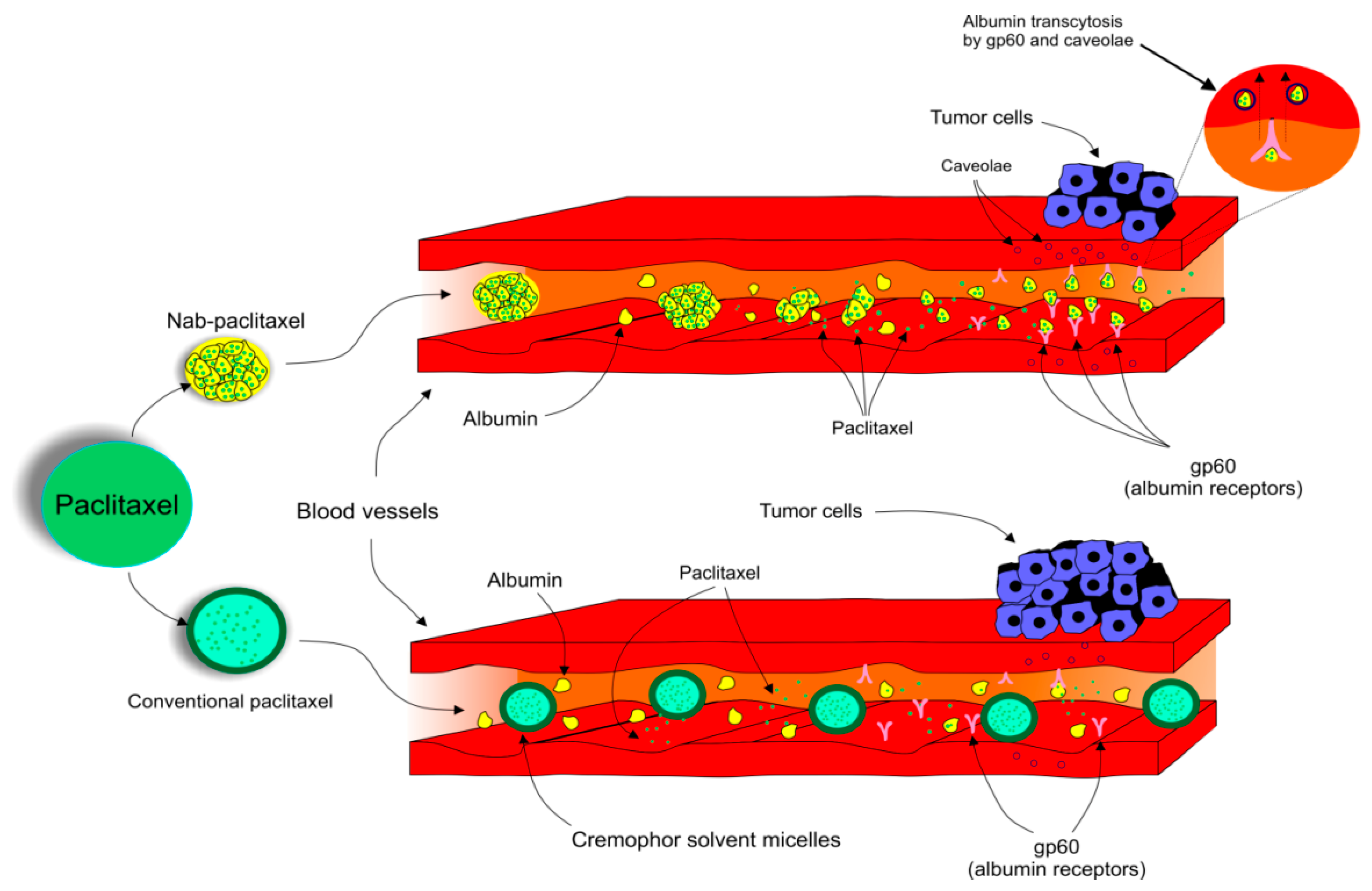 Biomolecules 09 00789 g002 Biomolecules 09 00789 g002