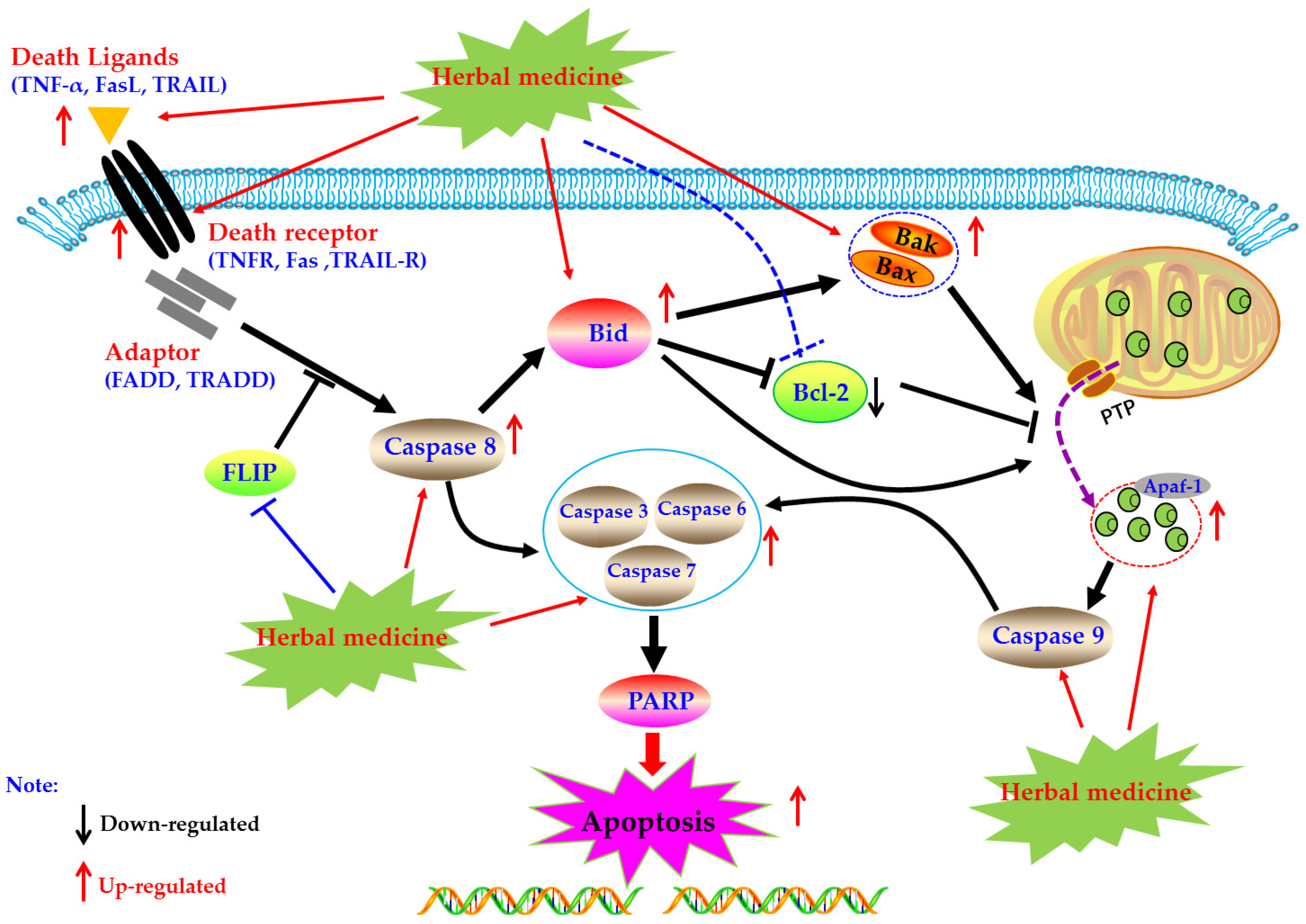 Biomolecules 09 00795 g001 Biomolecules 09 00795 g001