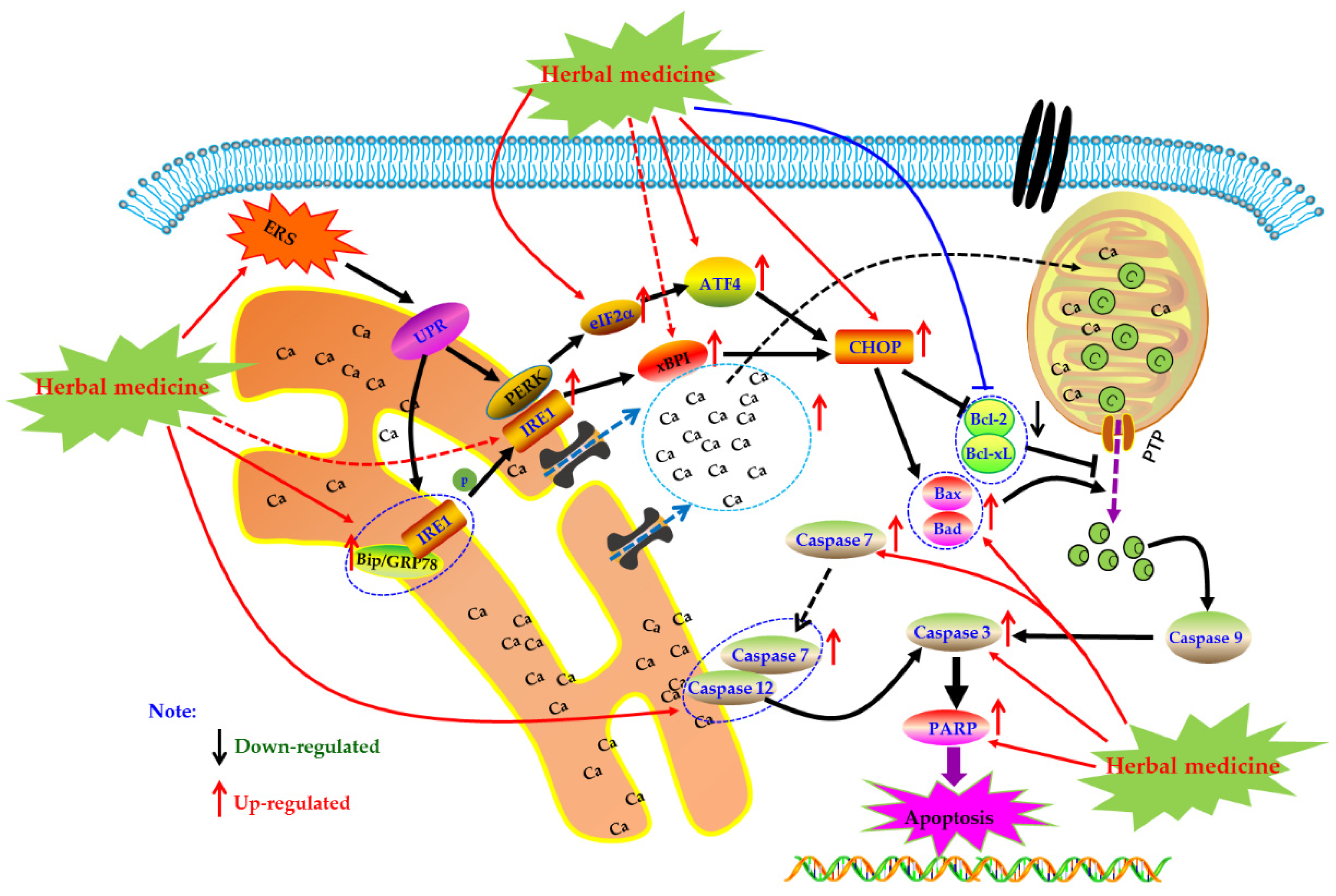 Biomolecules 09 00795 g005 Biomolecules 09 00795 g005