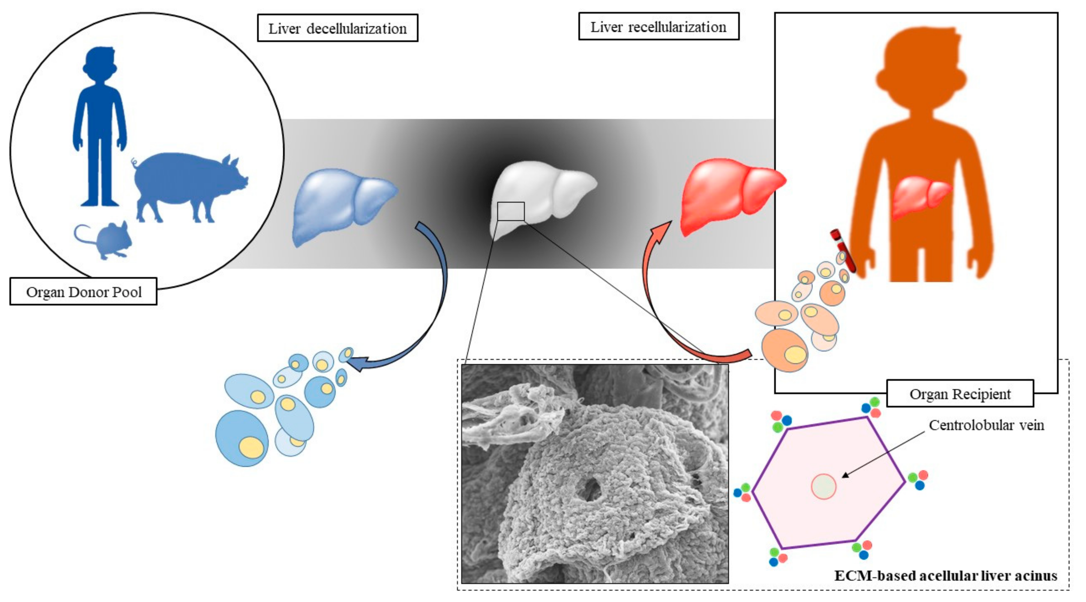 Biomolecules 09 00813 g002