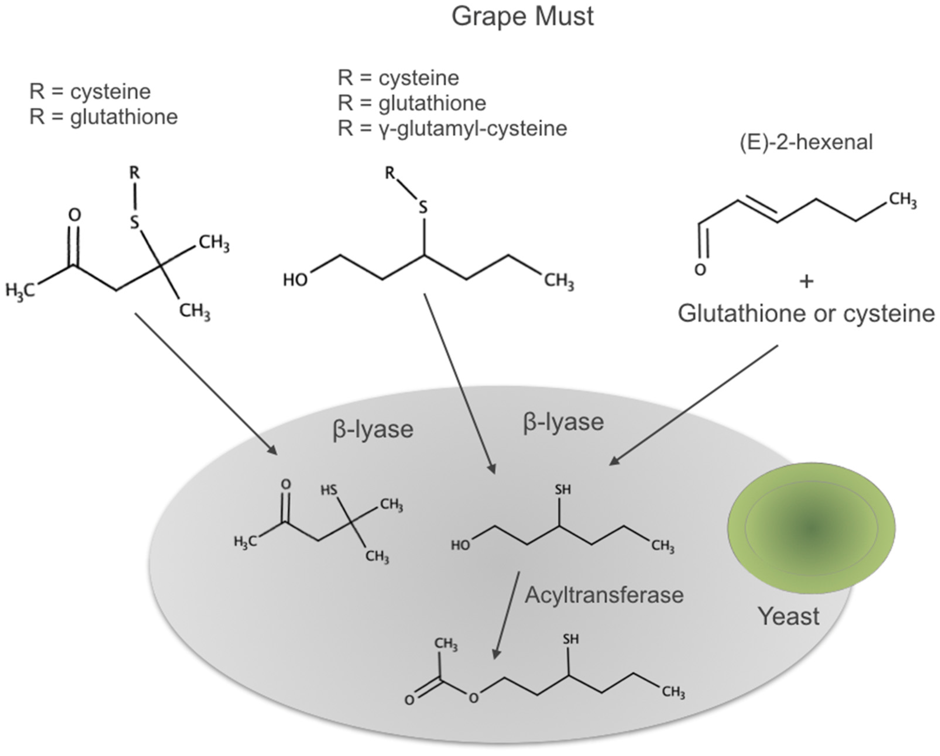 Biomolecules 09 00818 g007 Biomolecules 09 00818 g007