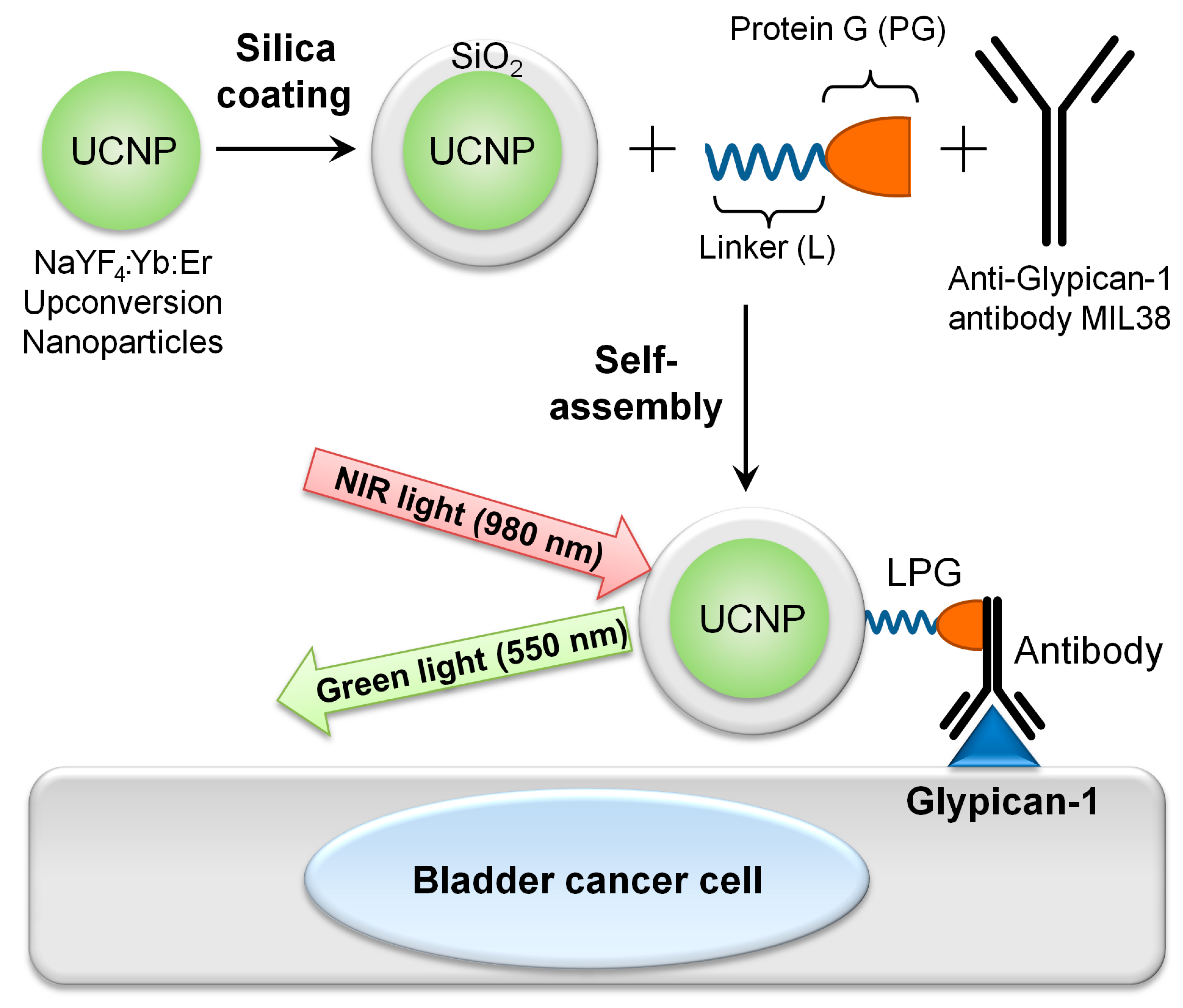 Biomolecules 09 00820 g001 Biomolecules 09 00820 g001