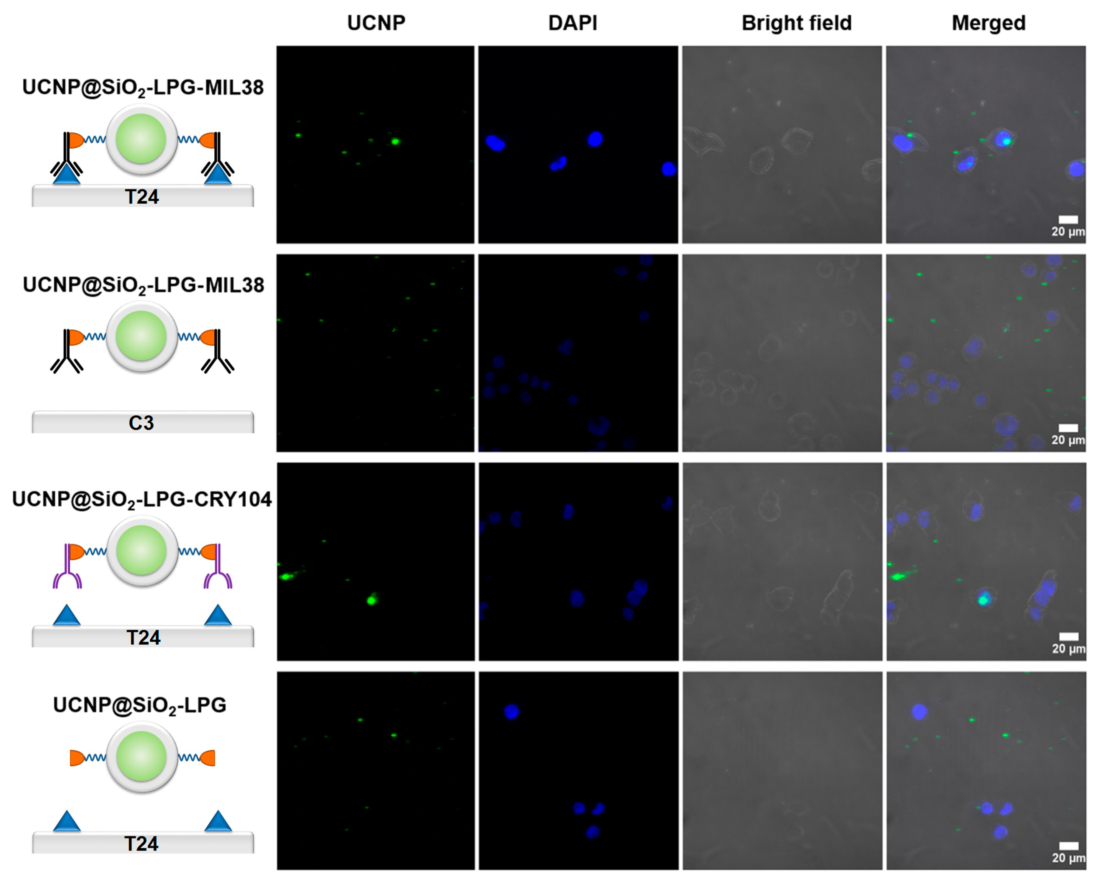 Biomolecules 09 00820 g003 Biomolecules 09 00820 g003