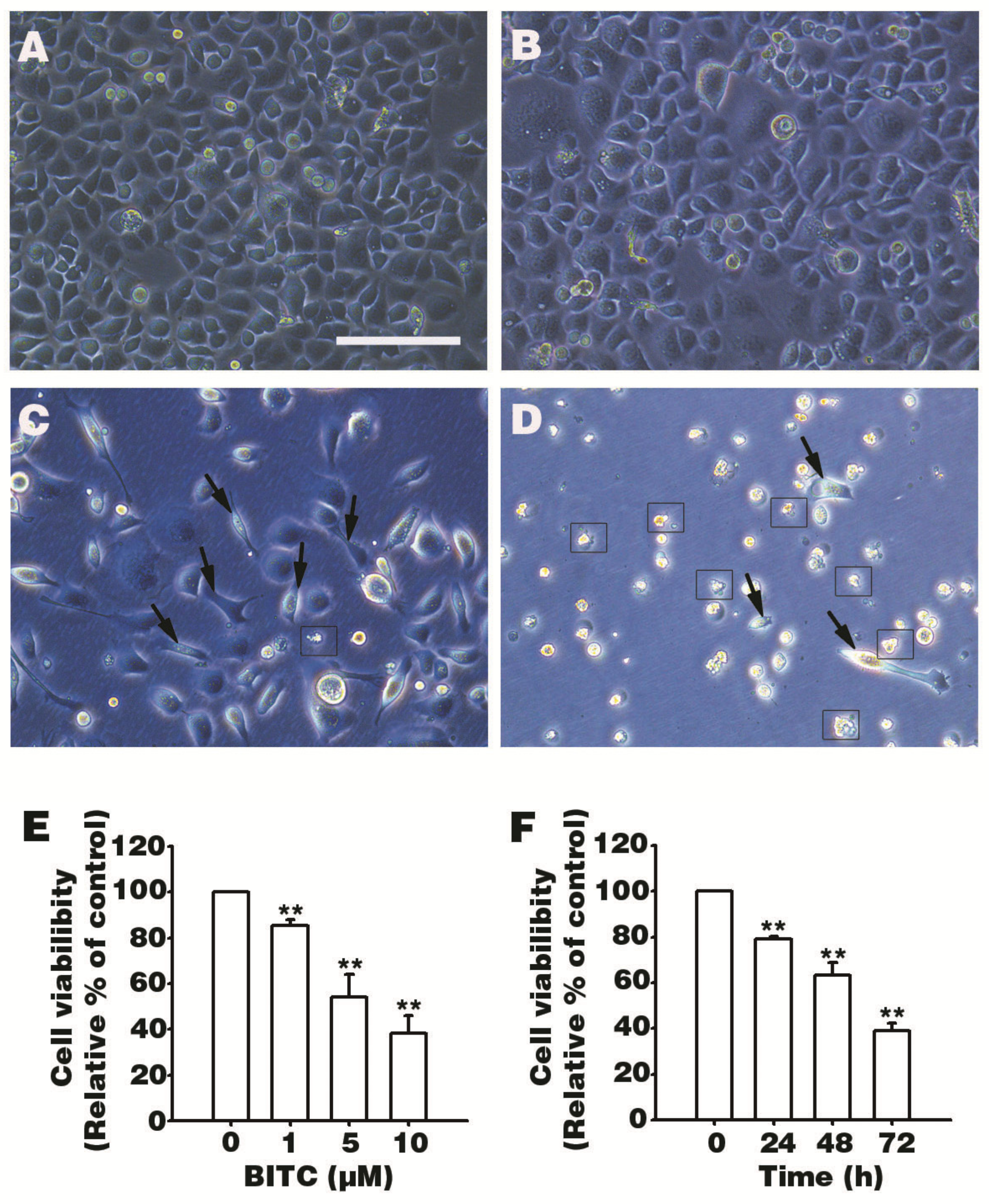 Biomolecules 09 00839 g001 Biomolecules 09 00839 g001