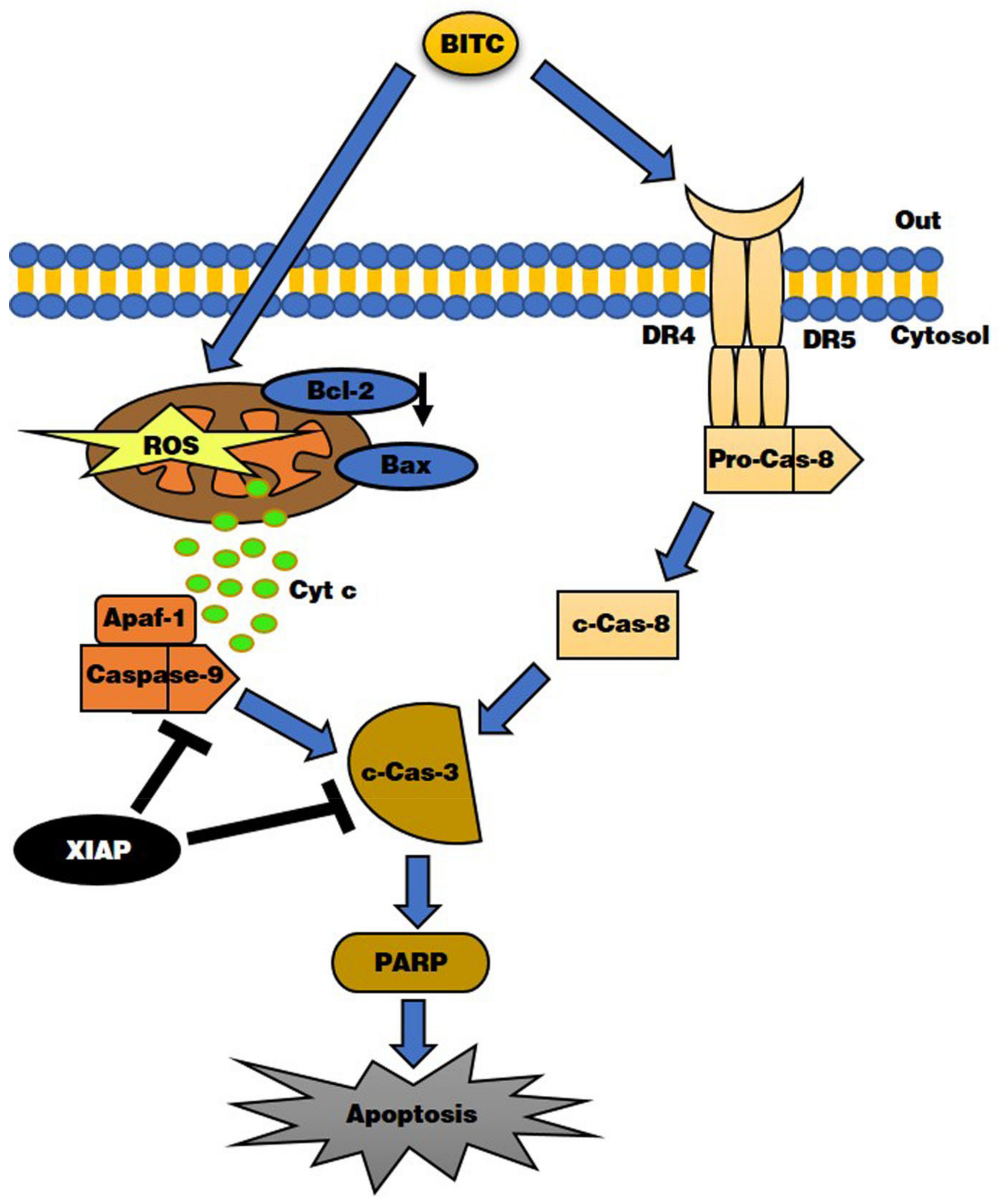 Biomolecules 09 00839 g006 Biomolecules 09 00839 g006