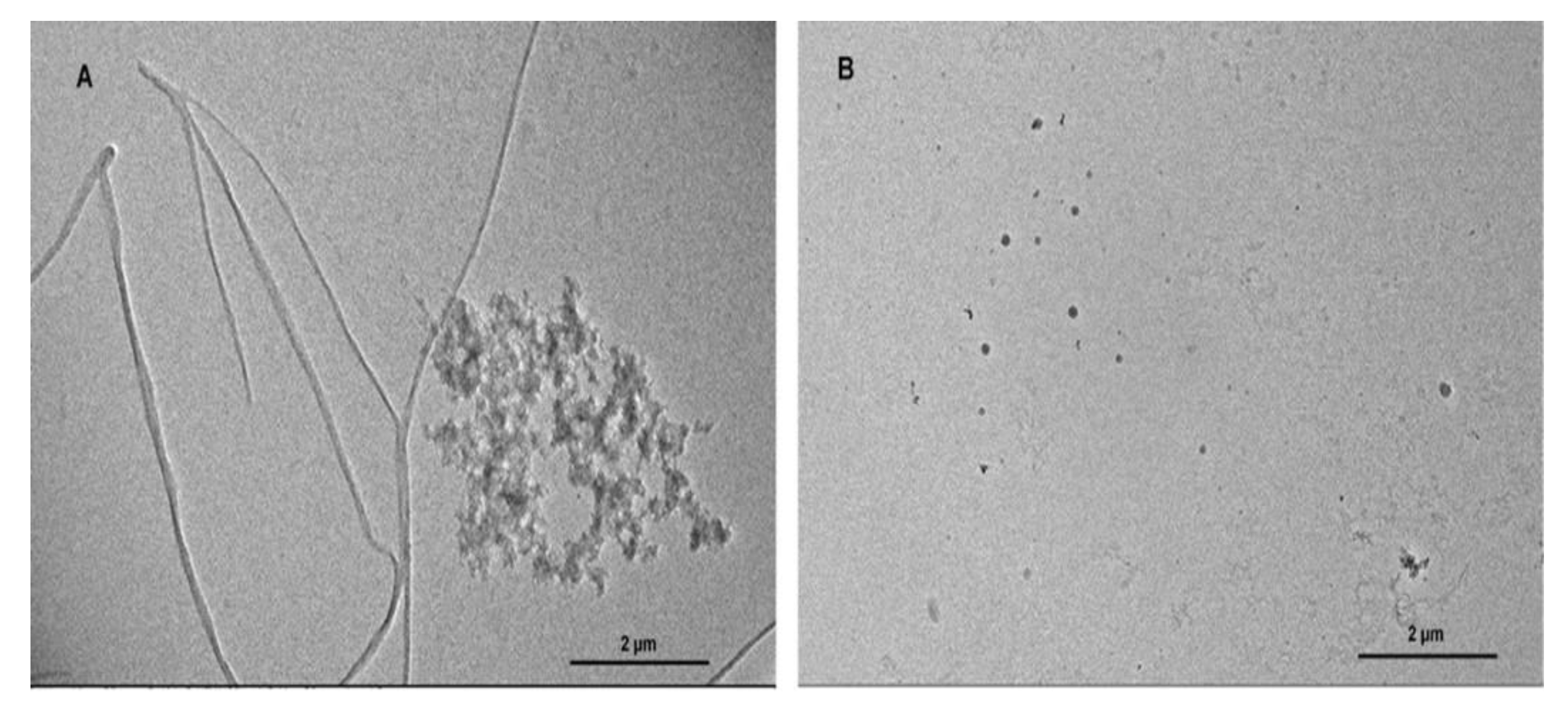 Biomolecules 09 00845 g001