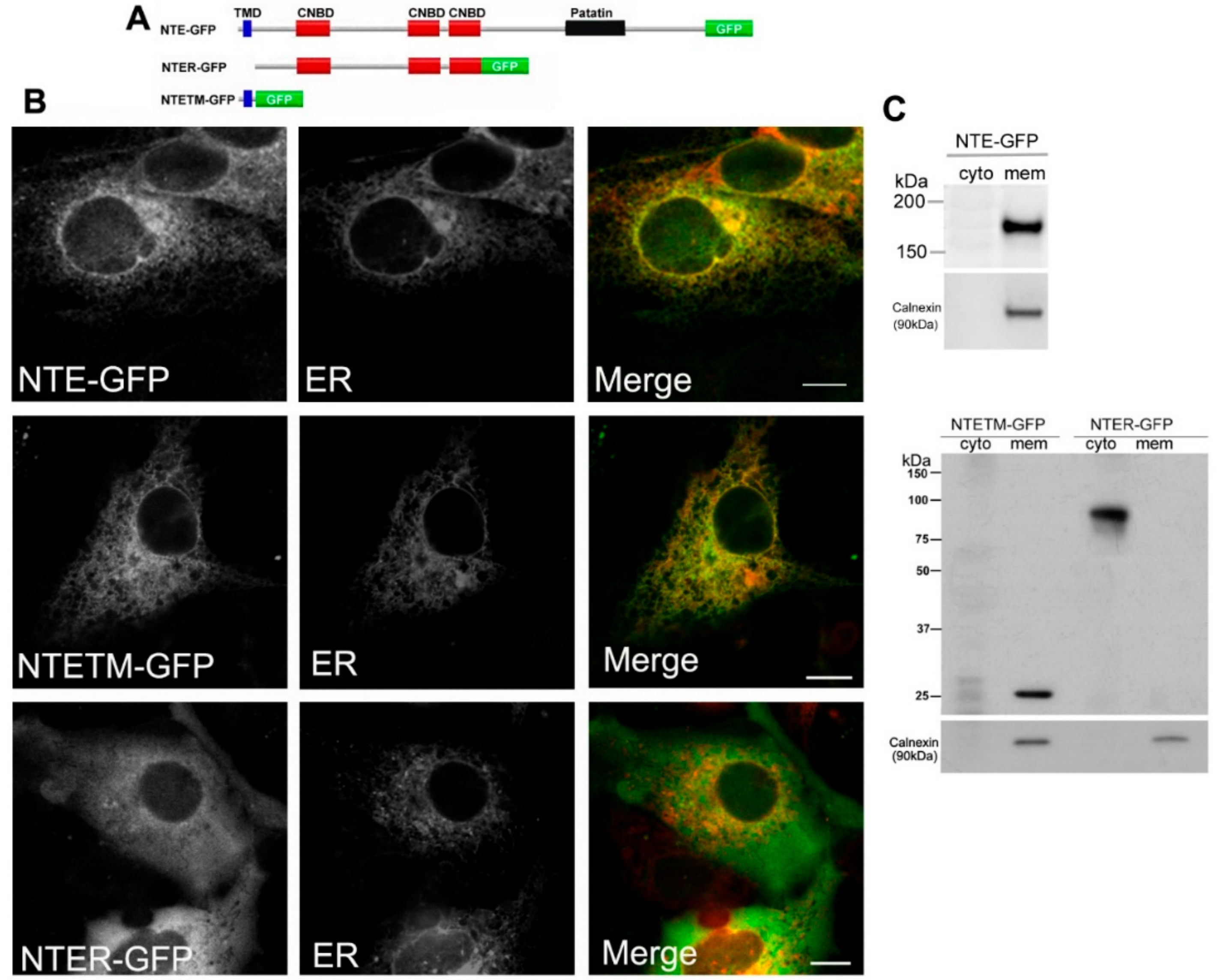 Biomolecules 09 00848 g001