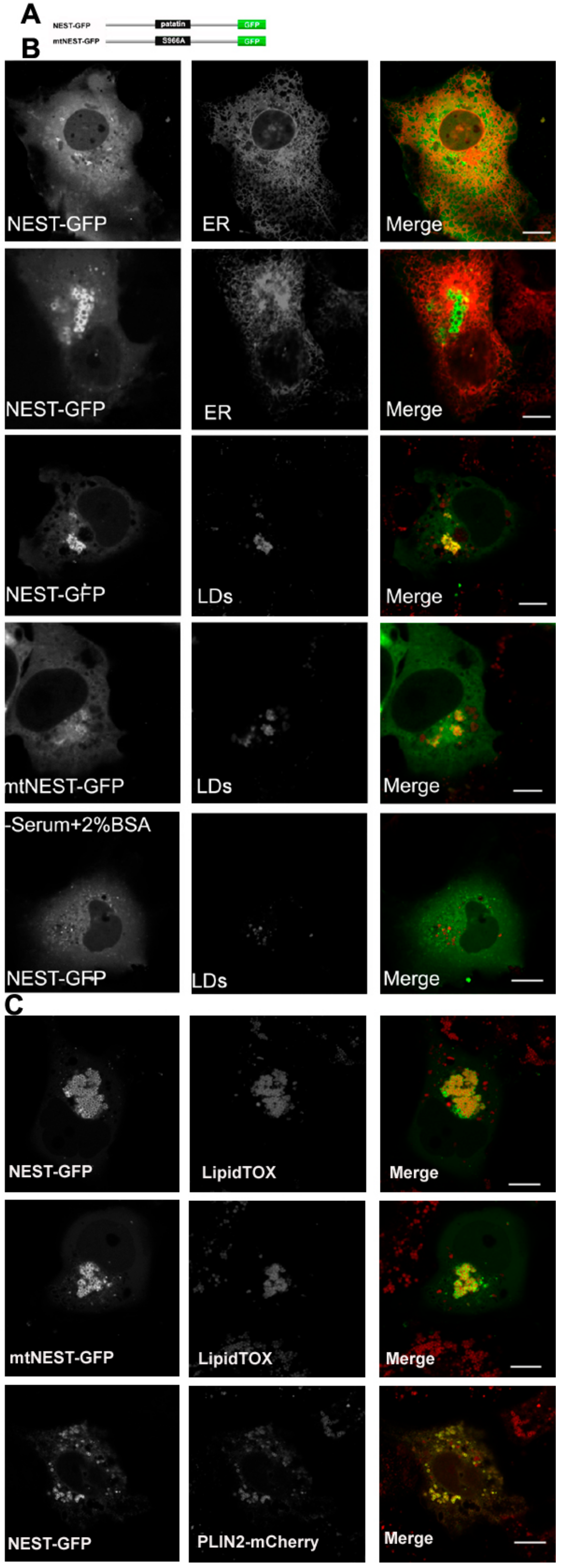 Biomolecules 09 00848 g002