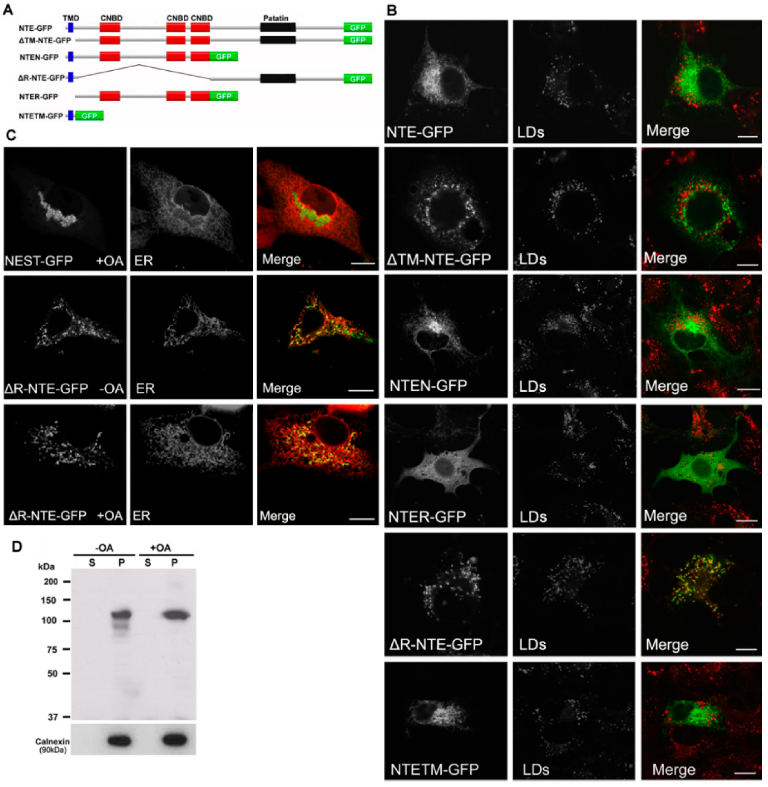 Biomolecules 09 00848 g003