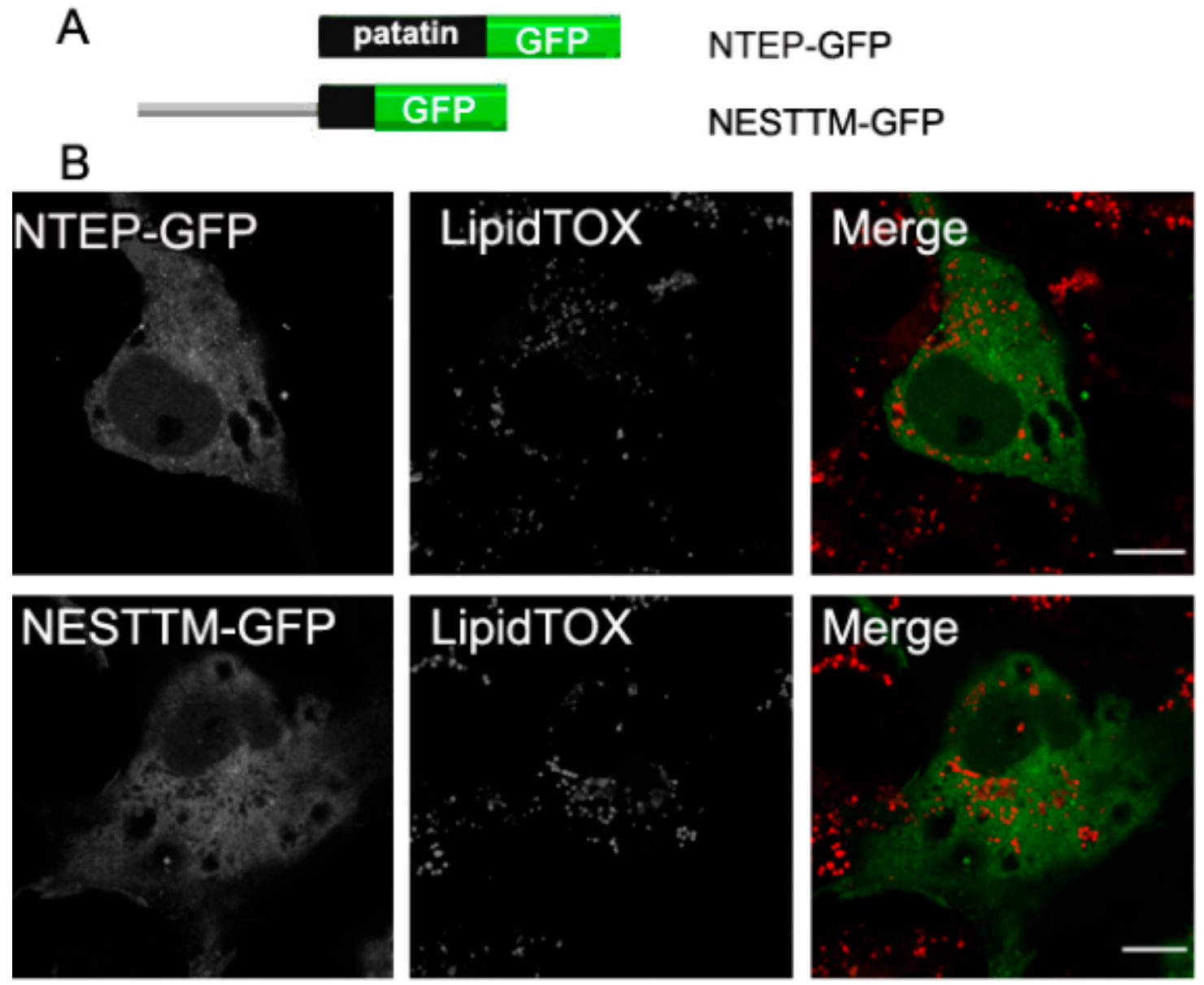 Biomolecules 09 00848 g005