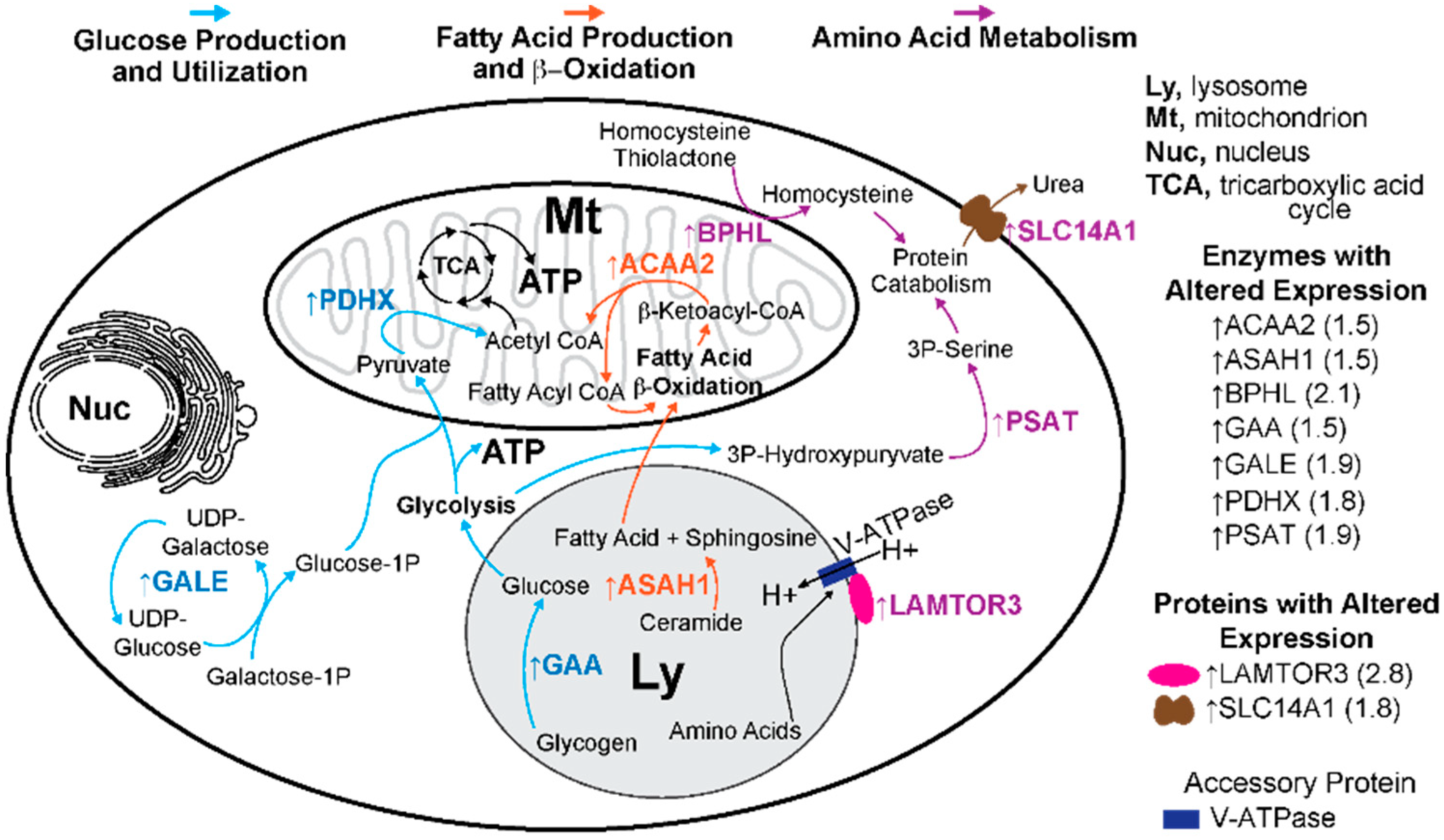 Biomolecules 09 00867 g007