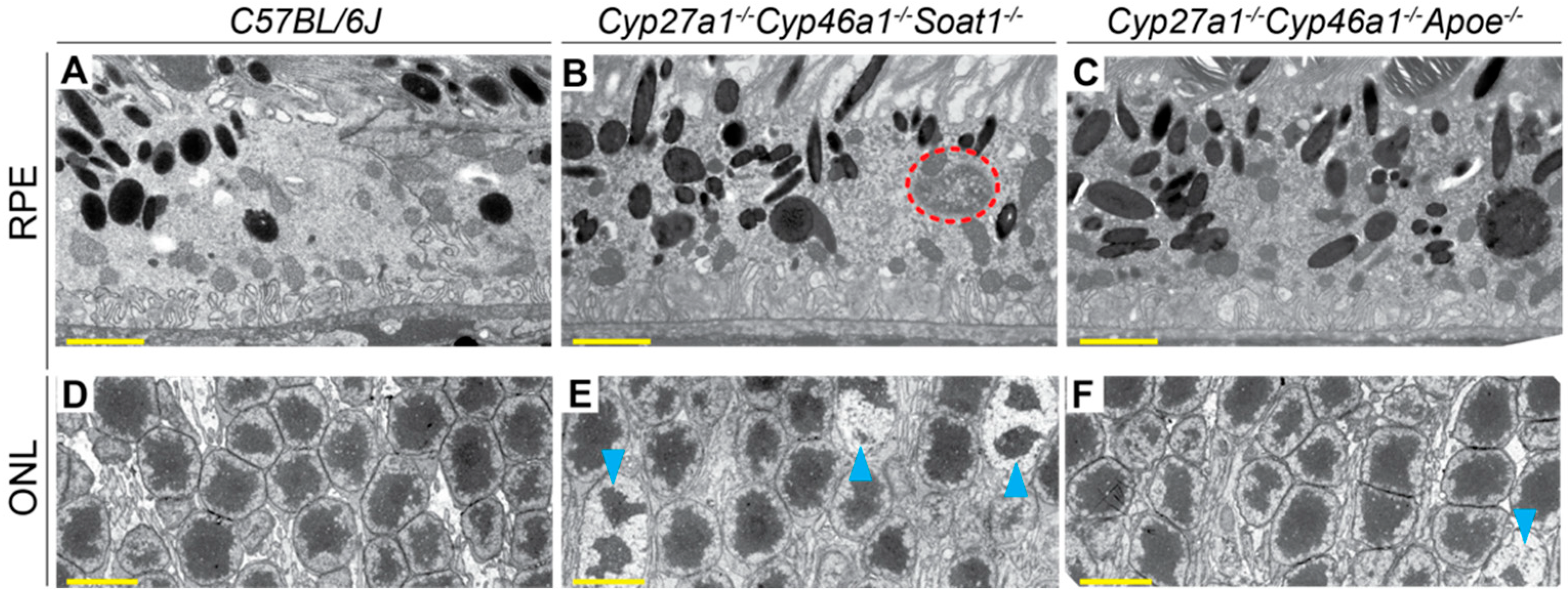 Biomolecules 09 00867 g008