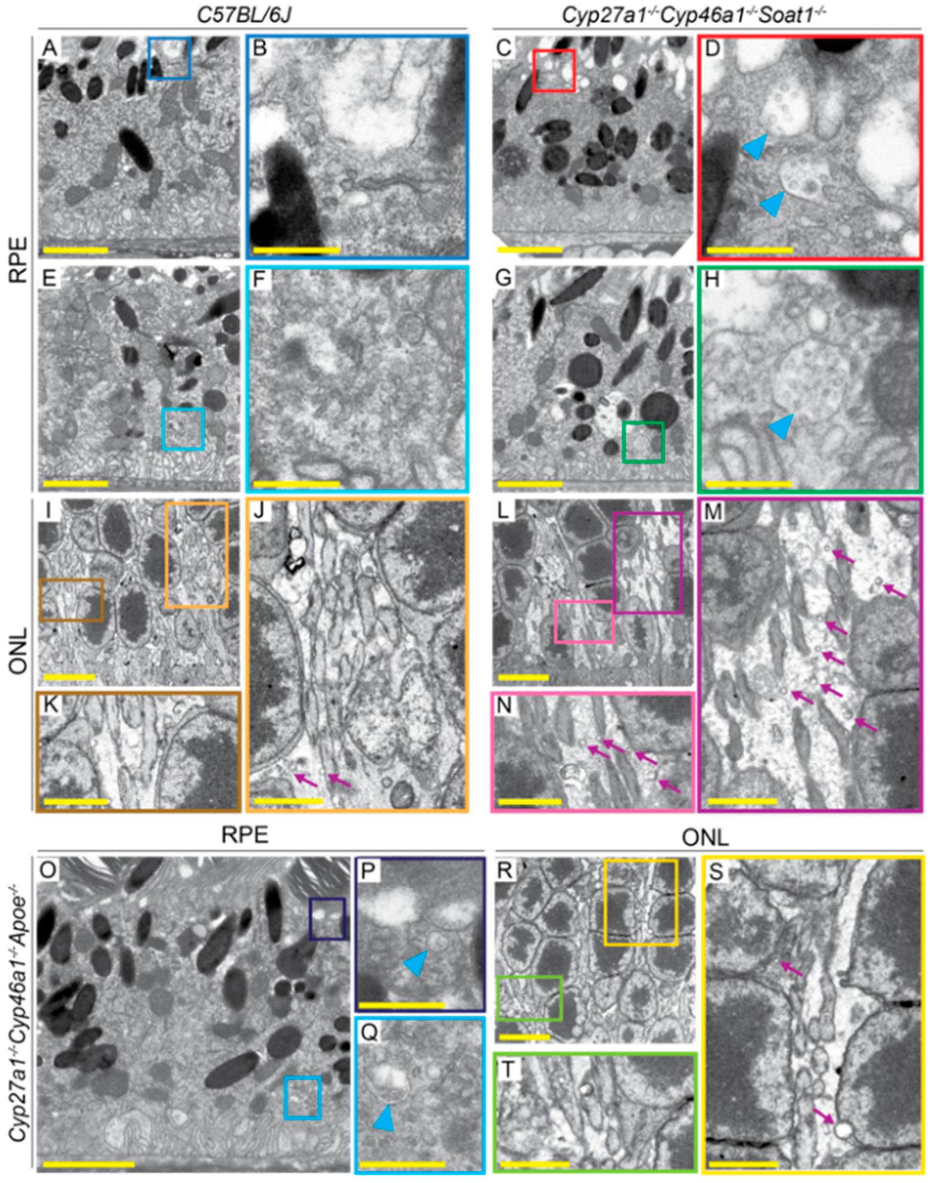 Biomolecules 09 00867 g009