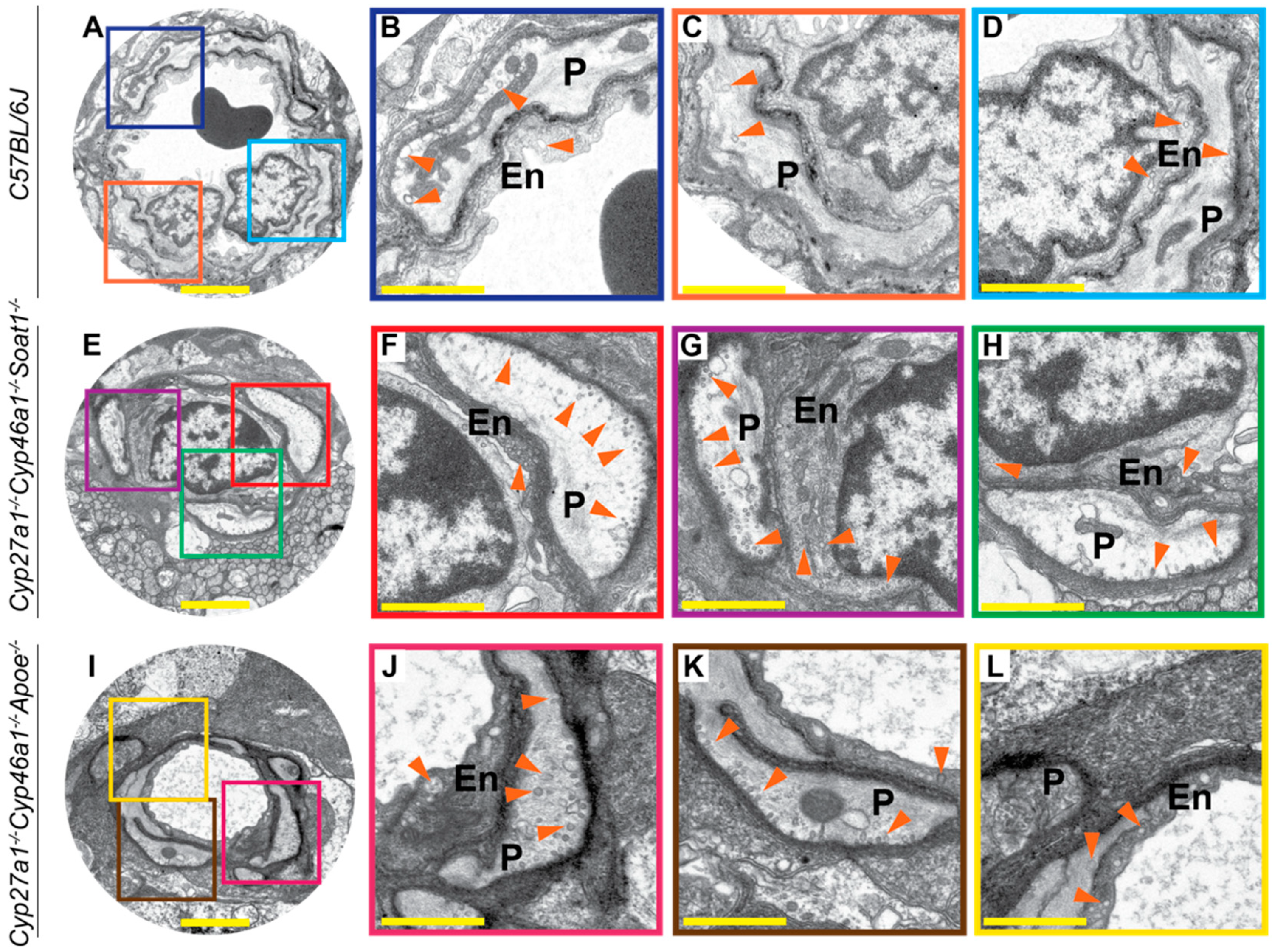 Biomolecules 09 00867 g010