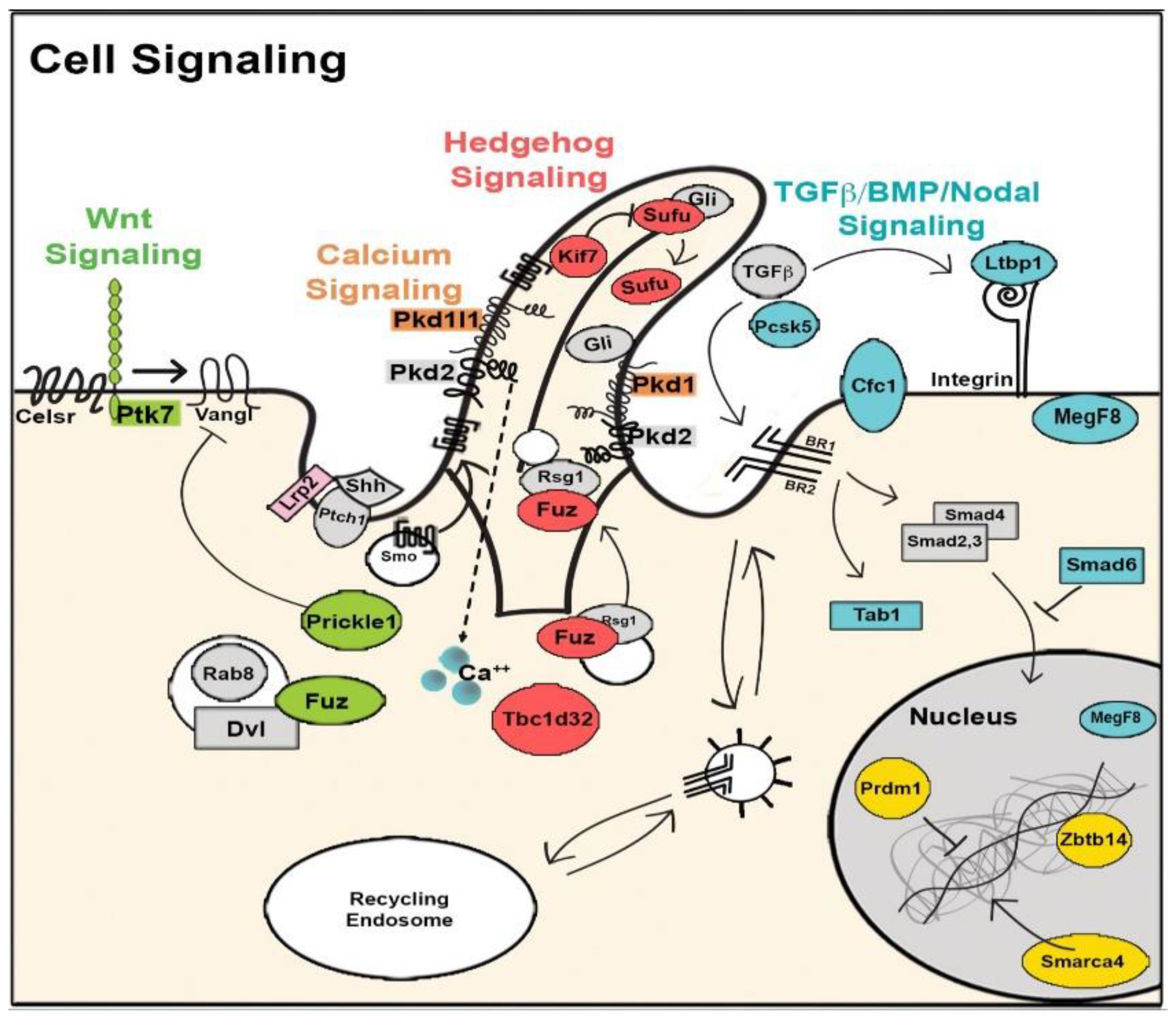 Biomolecules 09 00879 g002