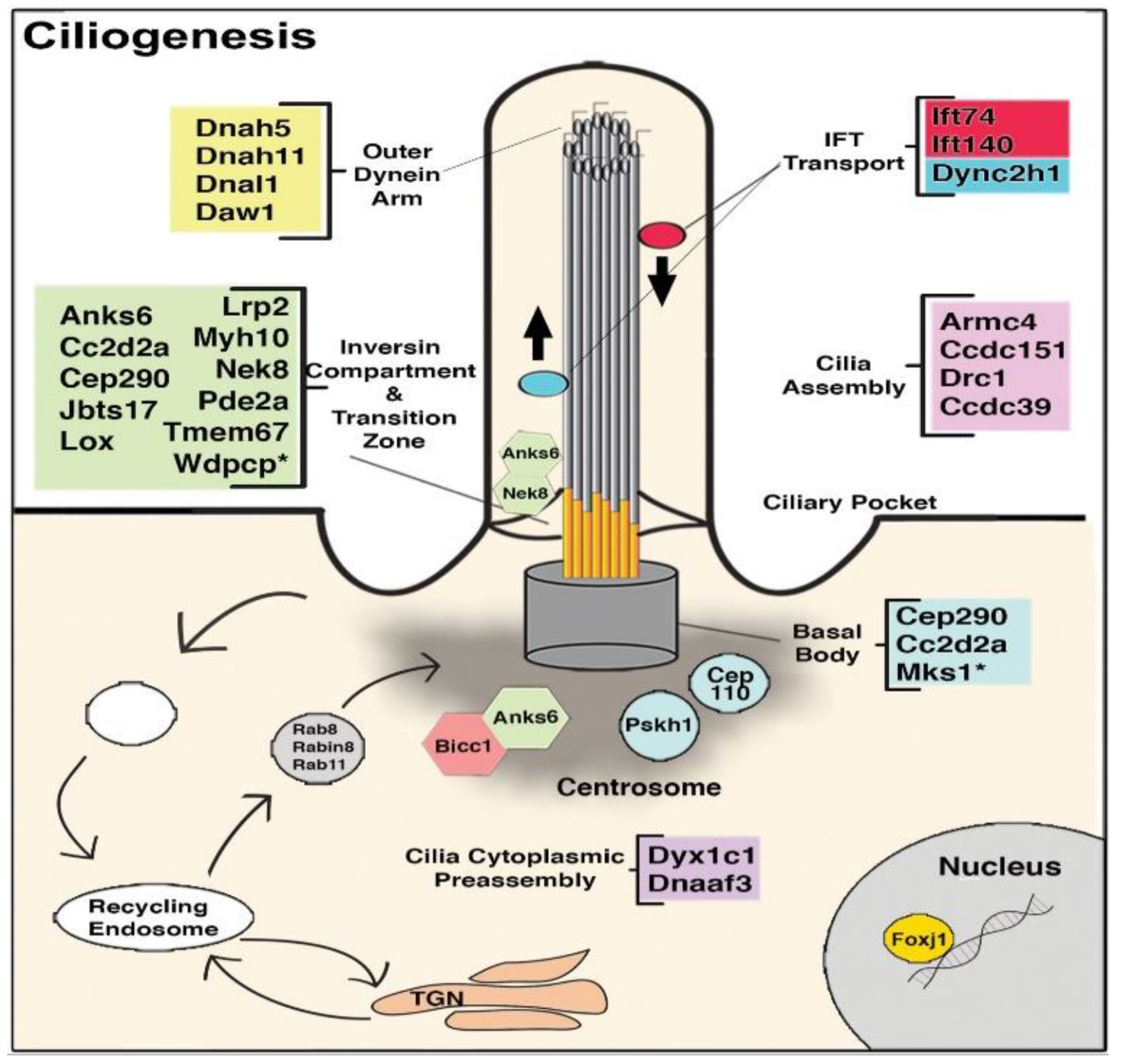 Biomolecules 09 00879 g004