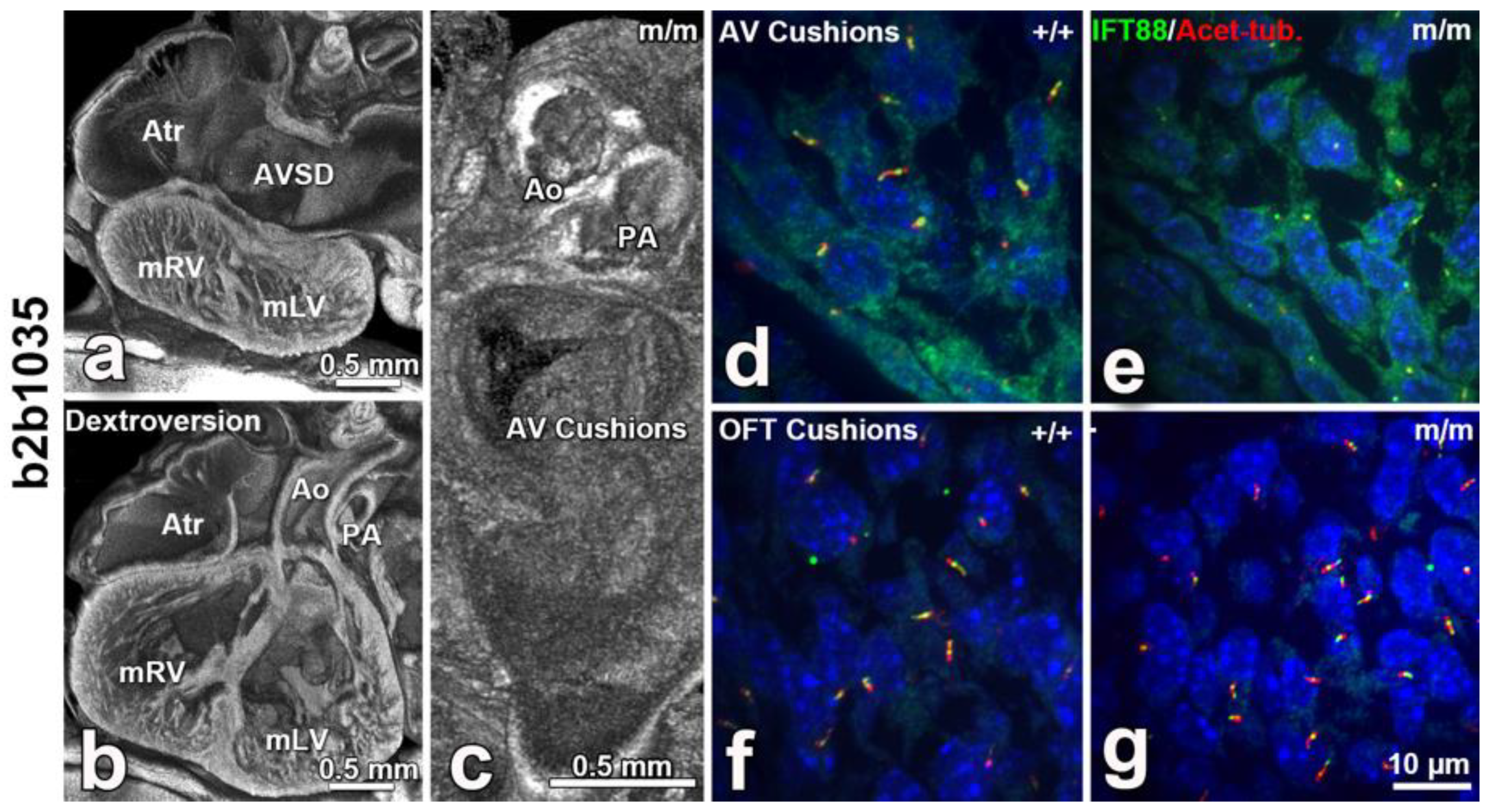 Biomolecules 09 00879 g005