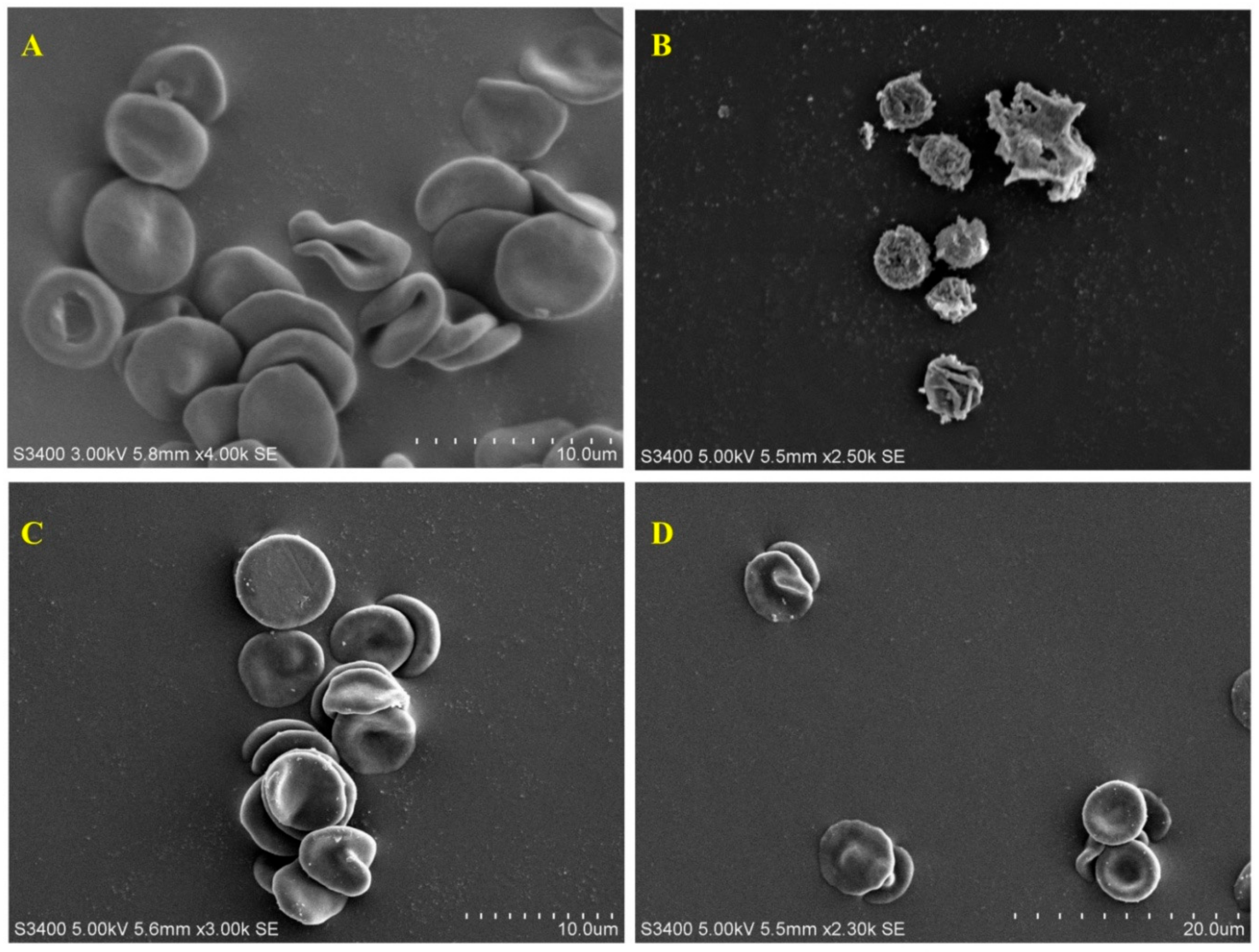 Biomolecules 09 00882 g006 Biomolecules 09 00882 g006