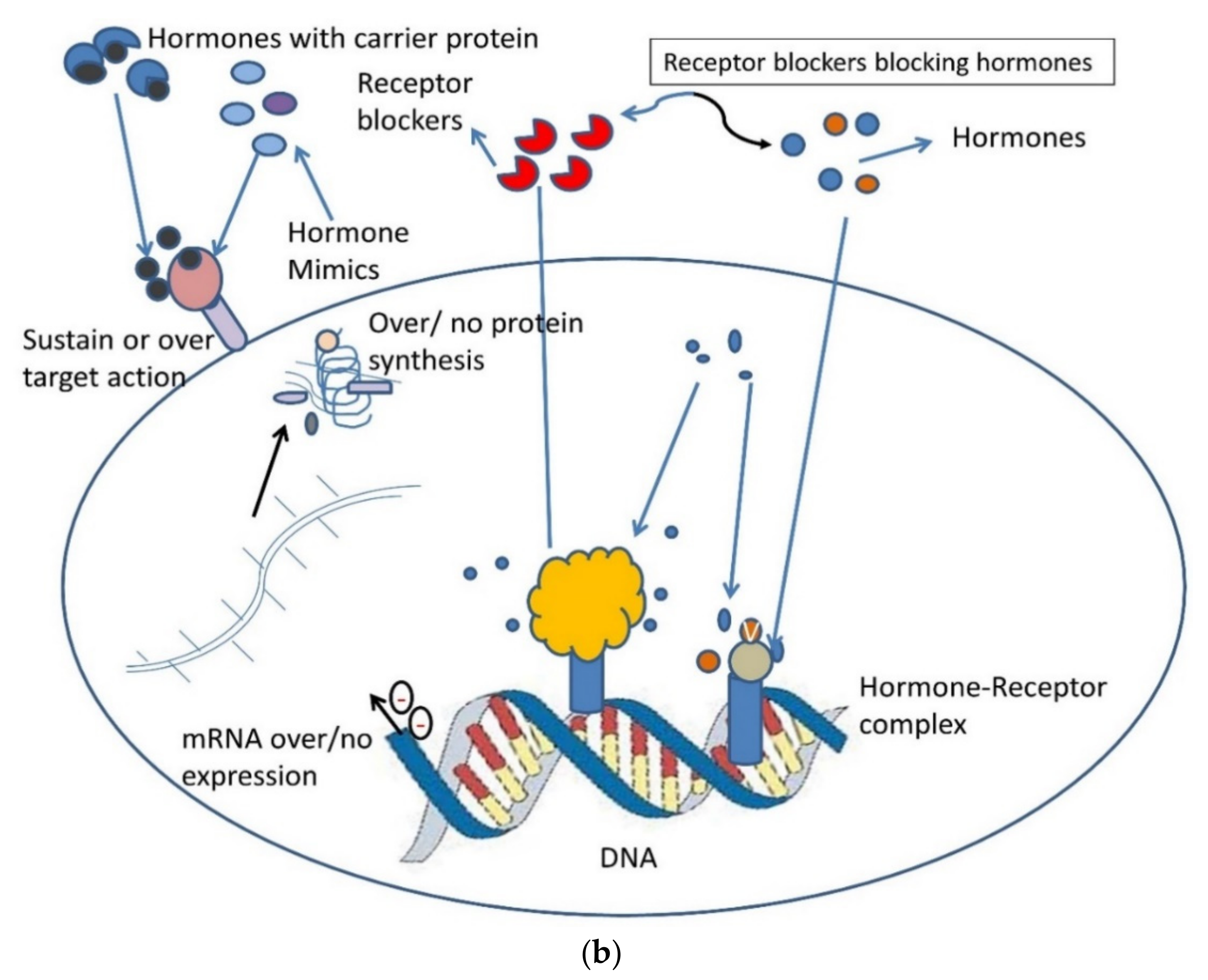 Biomolecules 09 00888 g005b