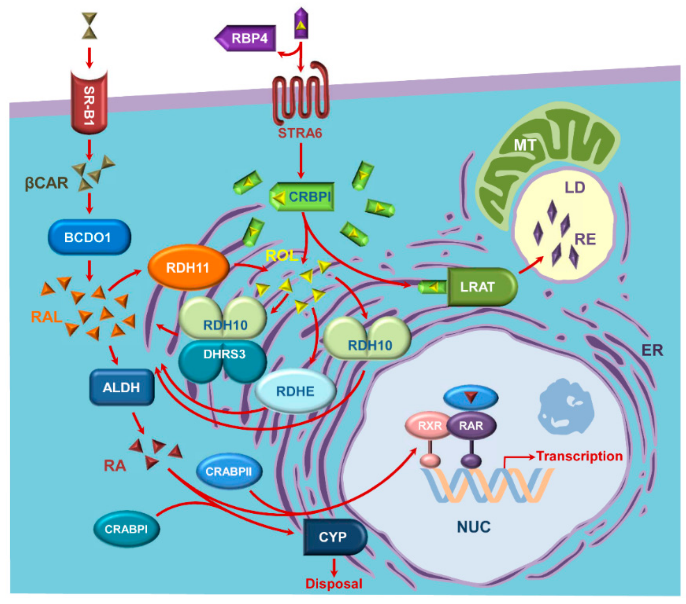Biomolecules 10 00005 g005