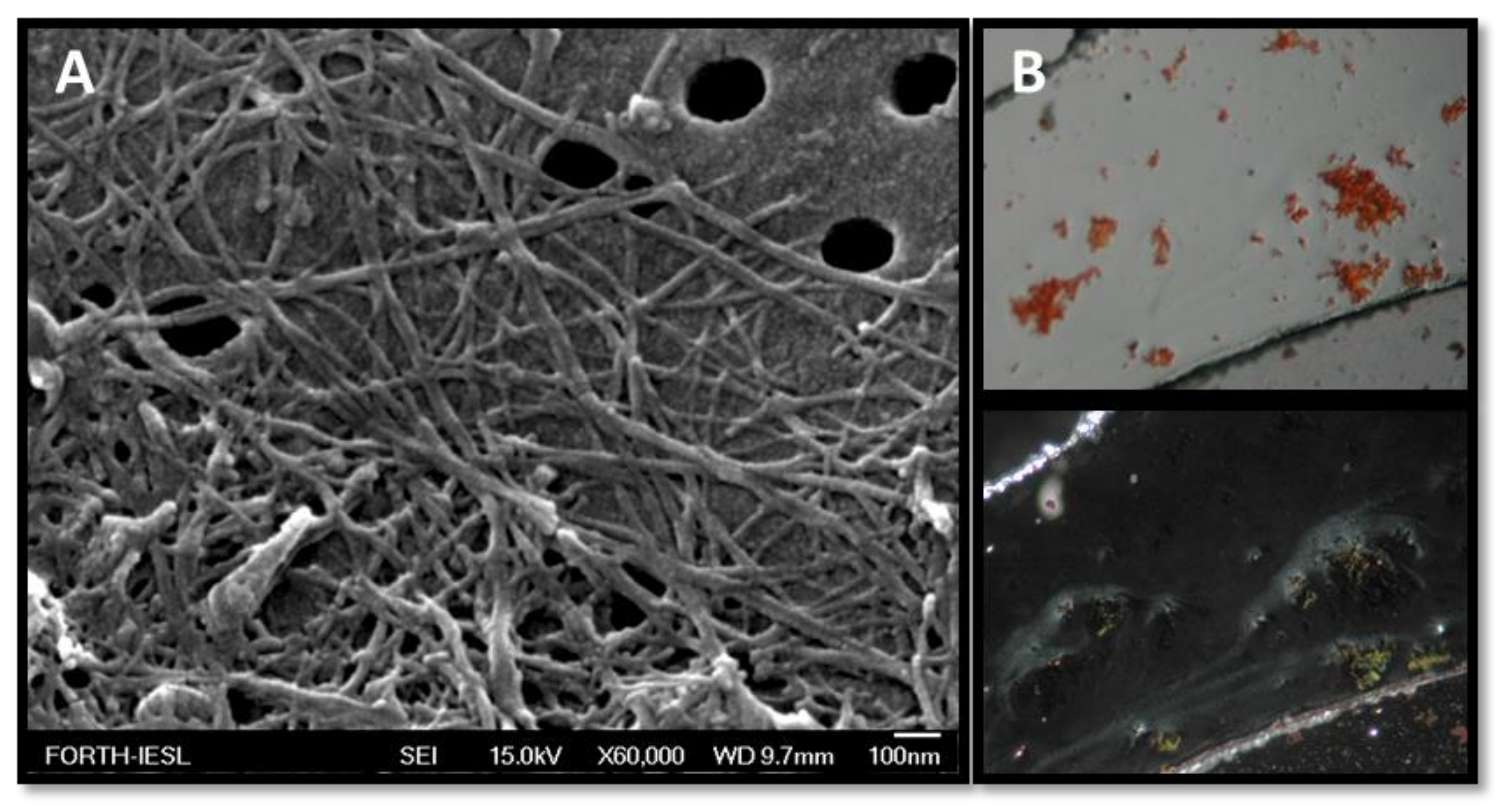 Biomolecules 10 00007 g004 Biomolecules 10 00007 g004