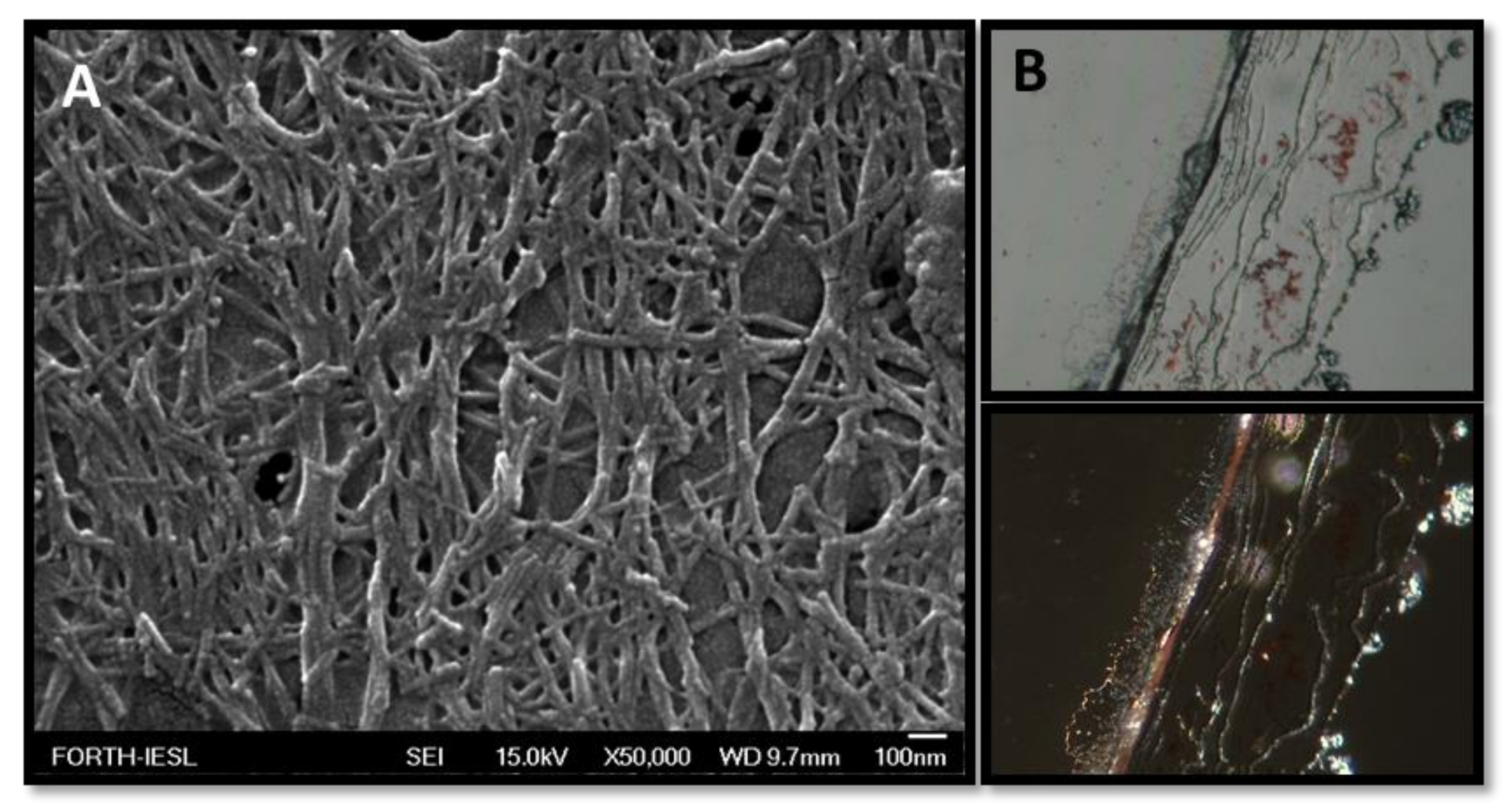 Biomolecules 10 00007 g005 Biomolecules 10 00007 g005