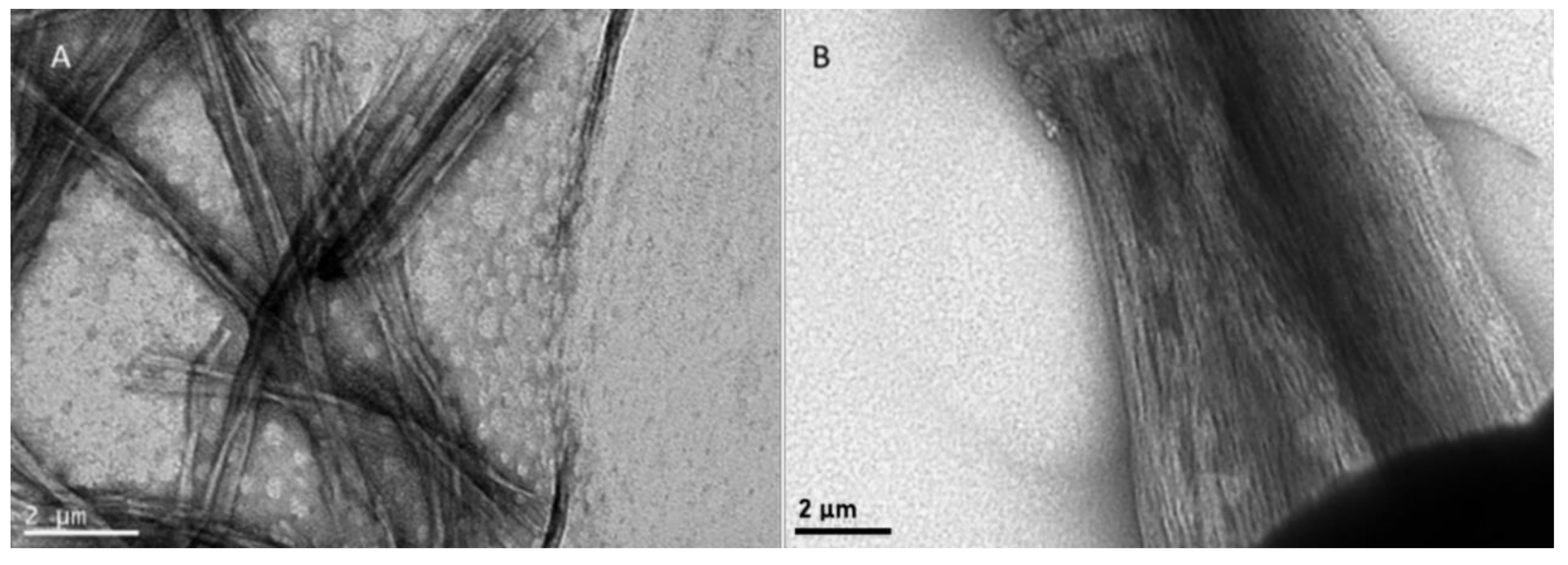 Biomolecules 10 00007 g006 Biomolecules 10 00007 g006
