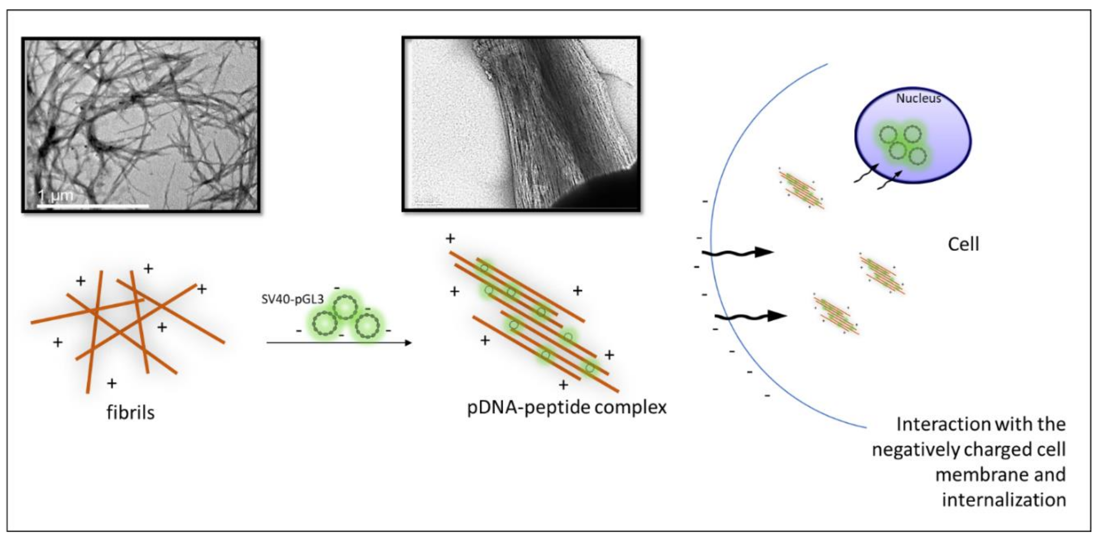 Biomolecules 10 00007 g015 Biomolecules 10 00007 g015