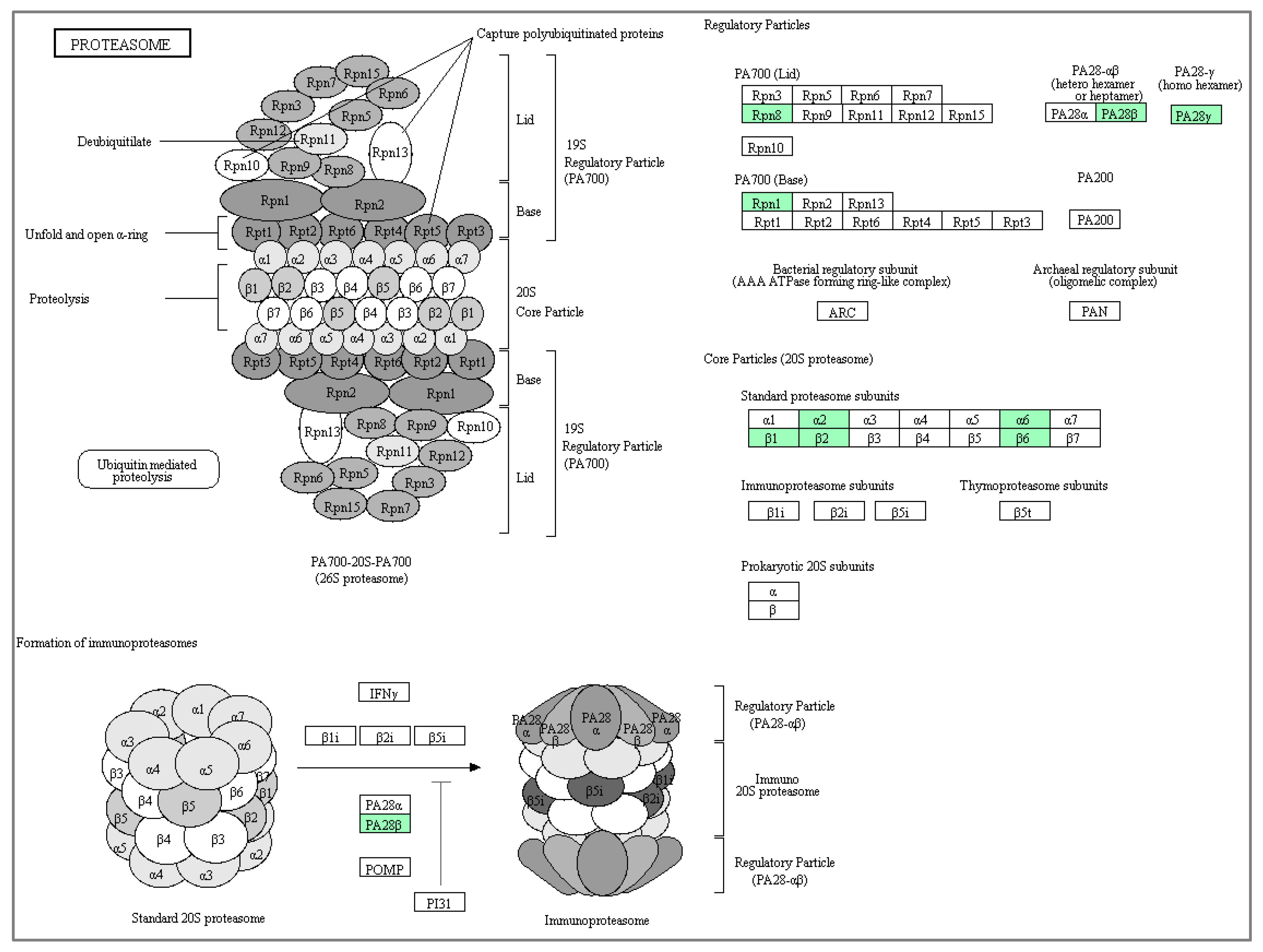 Biomolecules 10 00019 g006