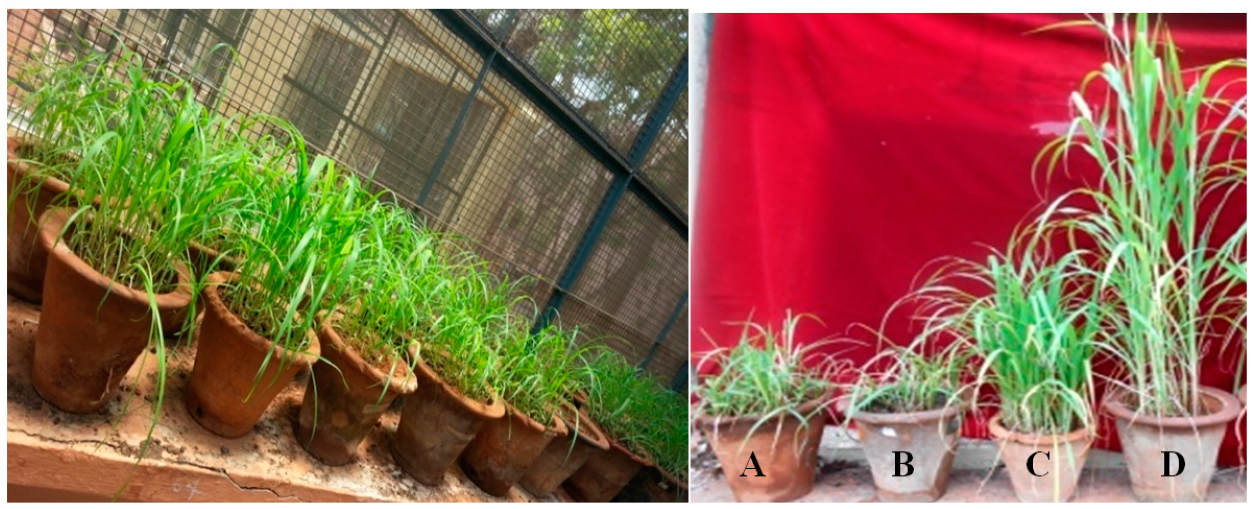 Biomolecules 10 00025 g004