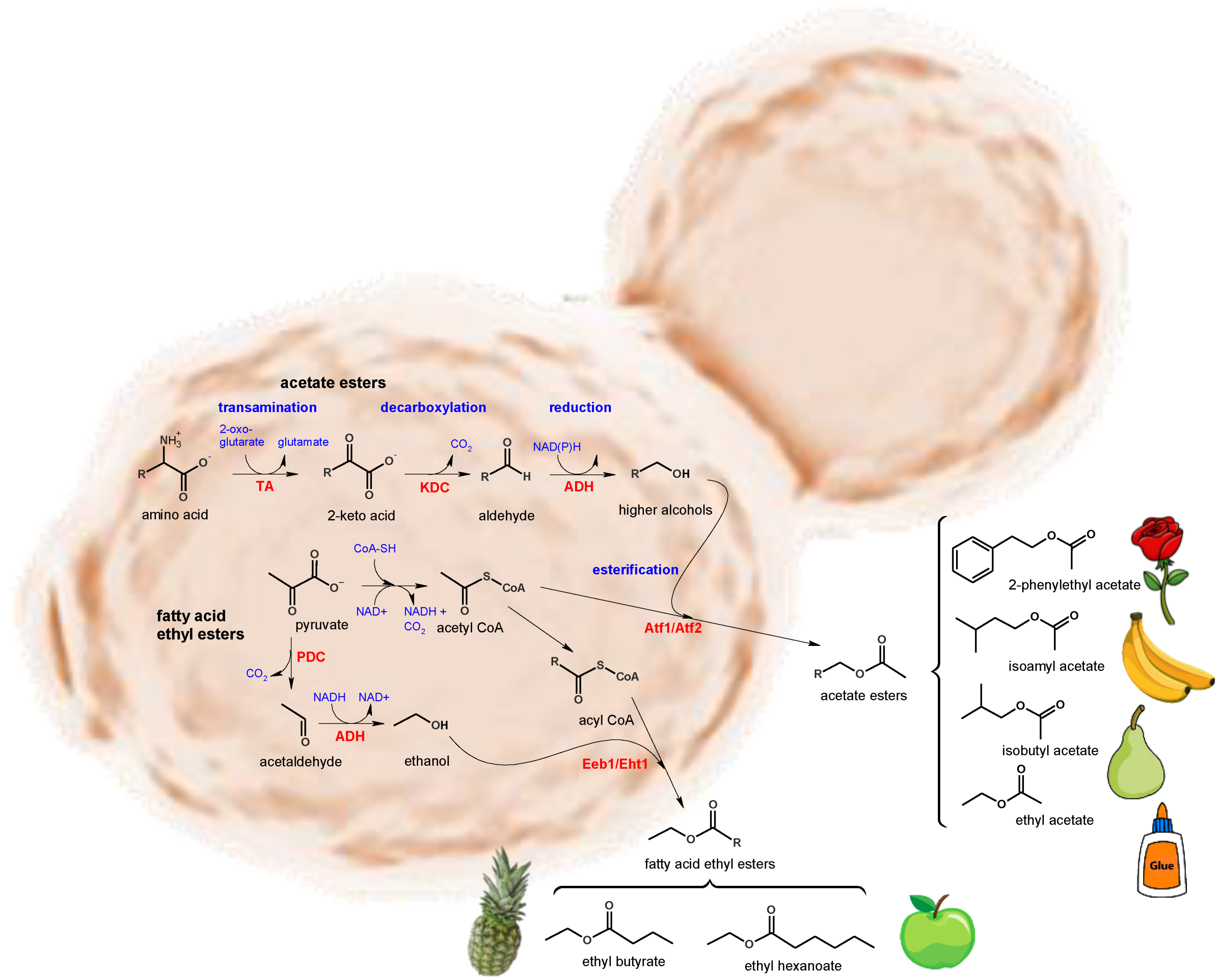 Biomolecules 10 00034 g002