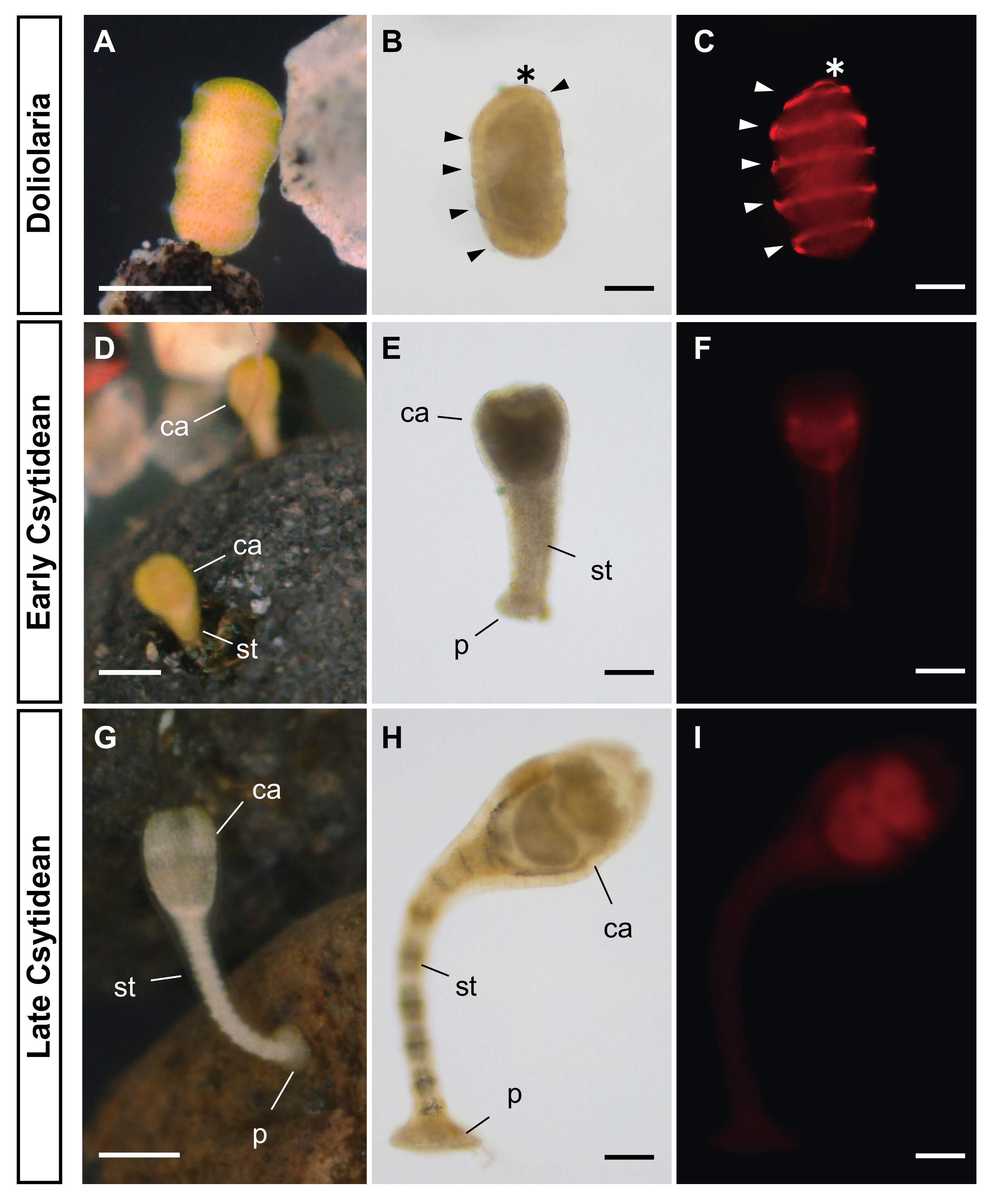 Biomolecules 10 00037 g001