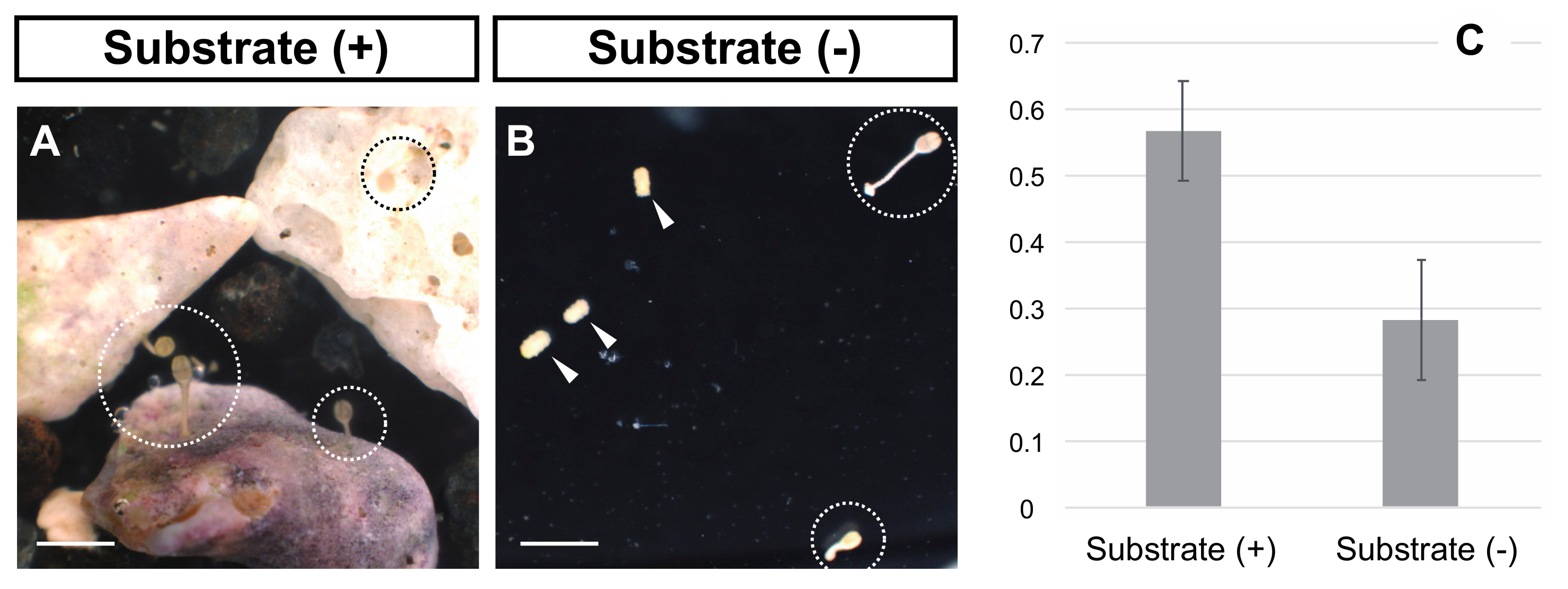 Biomolecules 10 00037 g002