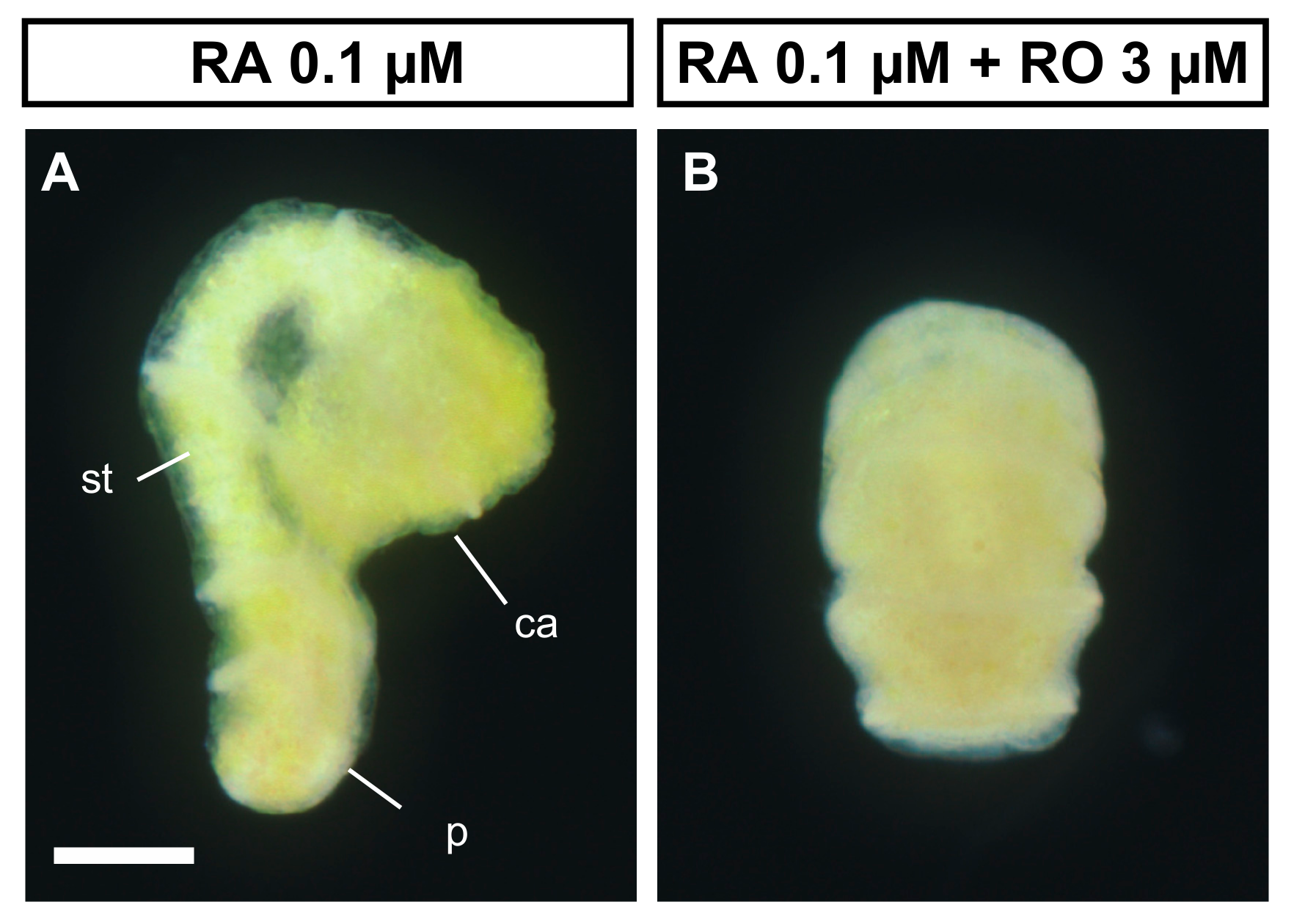 Biomolecules 10 00037 g005