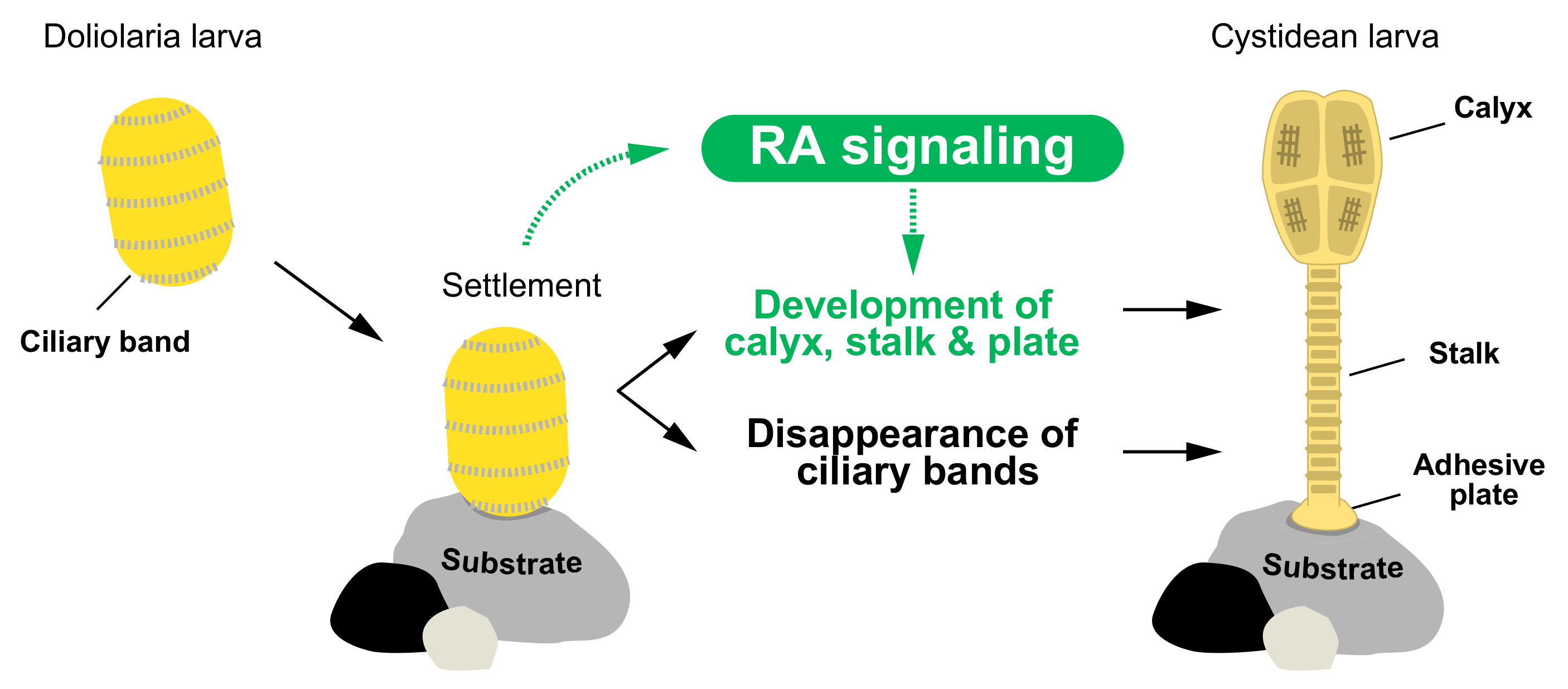 Biomolecules 10 00037 g006
